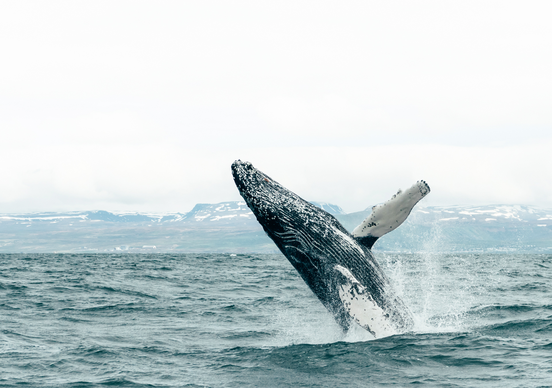 Walbeobachtung Whalewatching Islandreisen Katla Travel Ausflüge Per Boot
Wal springt aus dem Wasser