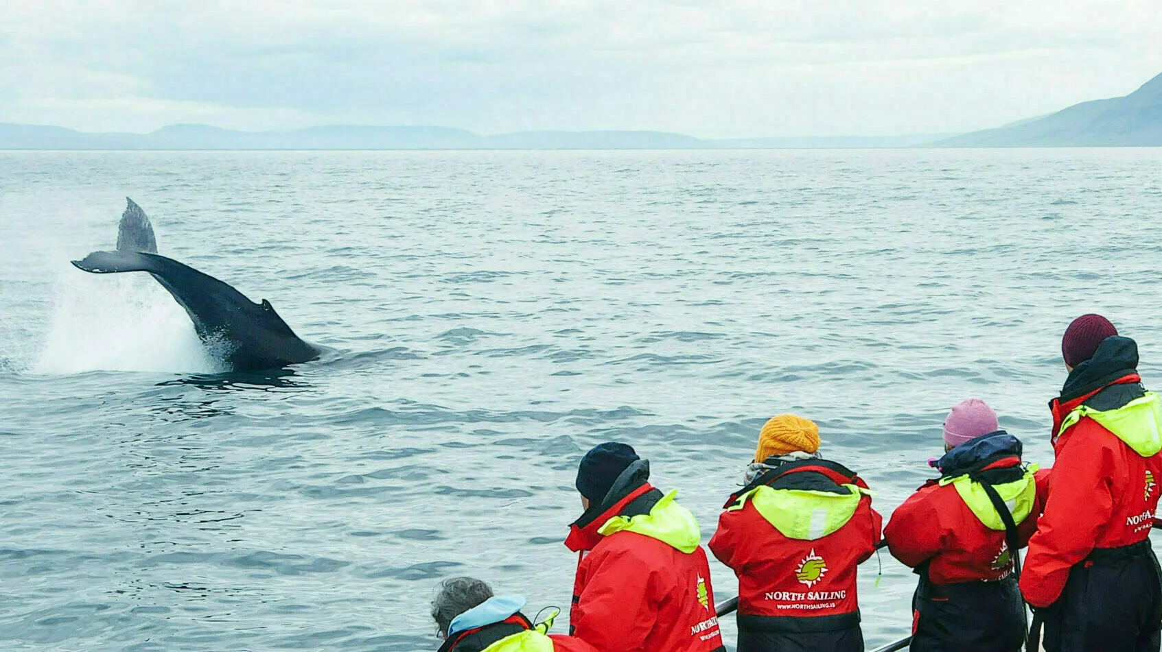 Walbeobachtung Whalewatching Islandreisen Katla Travel Ausflüge Per Boot
Menschen im Overall beobachten Walflosse