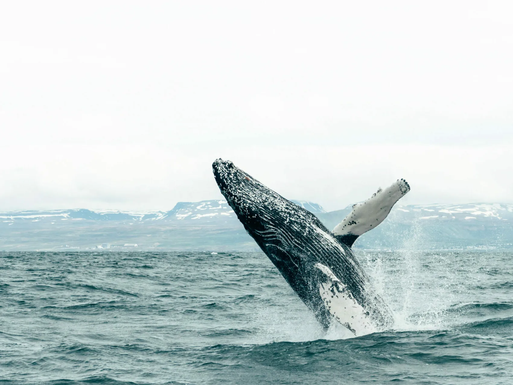 Walbeobachtung in Húsavík, springender Wal