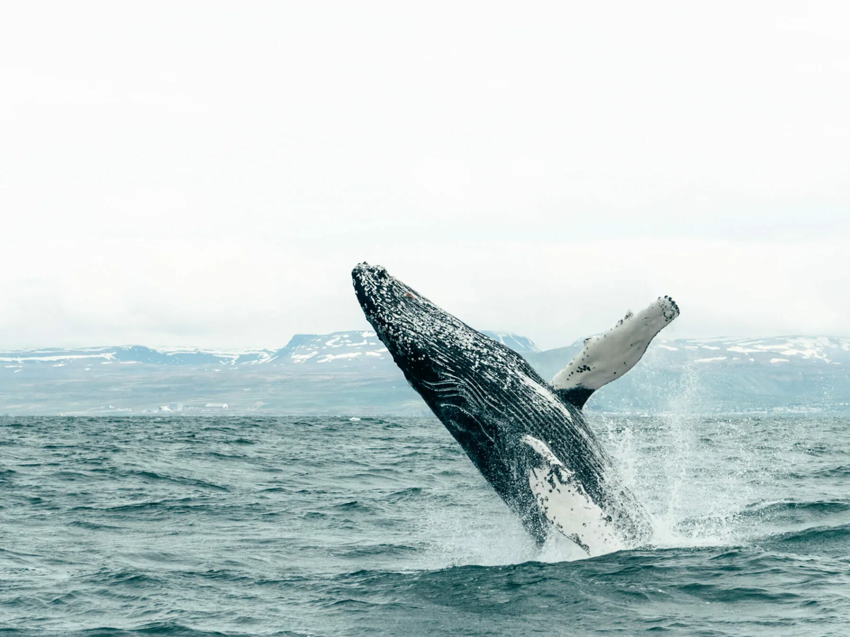 Wal springt aus dem Wasser vor der Küste Islands