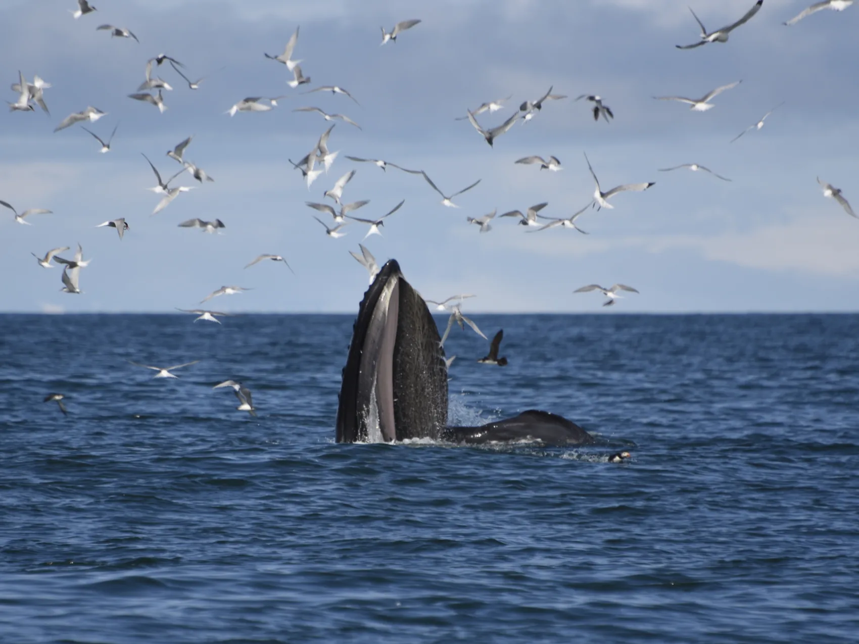 Unzählige Möwen die über einem Wal fliegen der aus dem Wasser herausschaut in Island