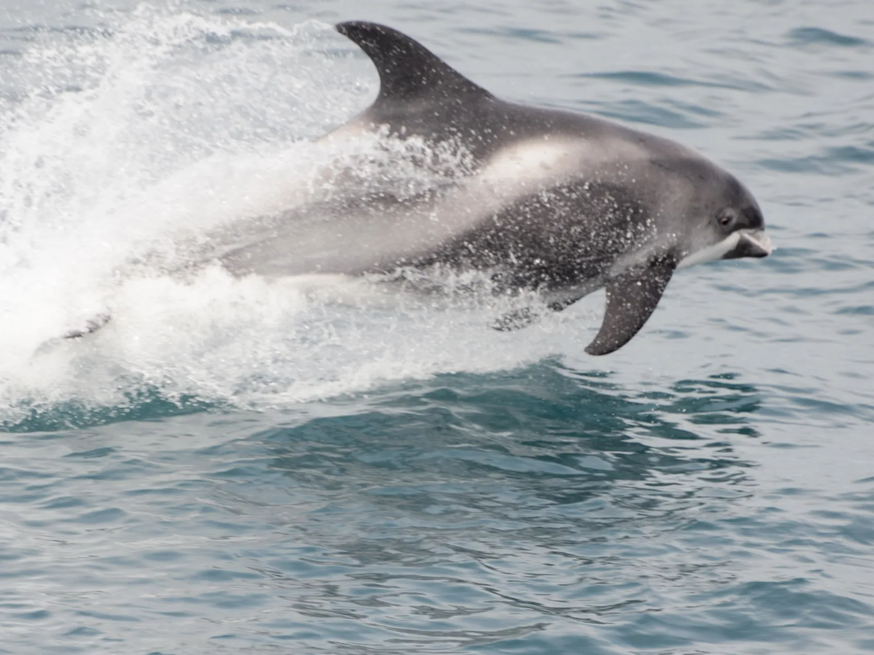 Ein Delfin in Island, der gerade aus dem Wasser herausspringt