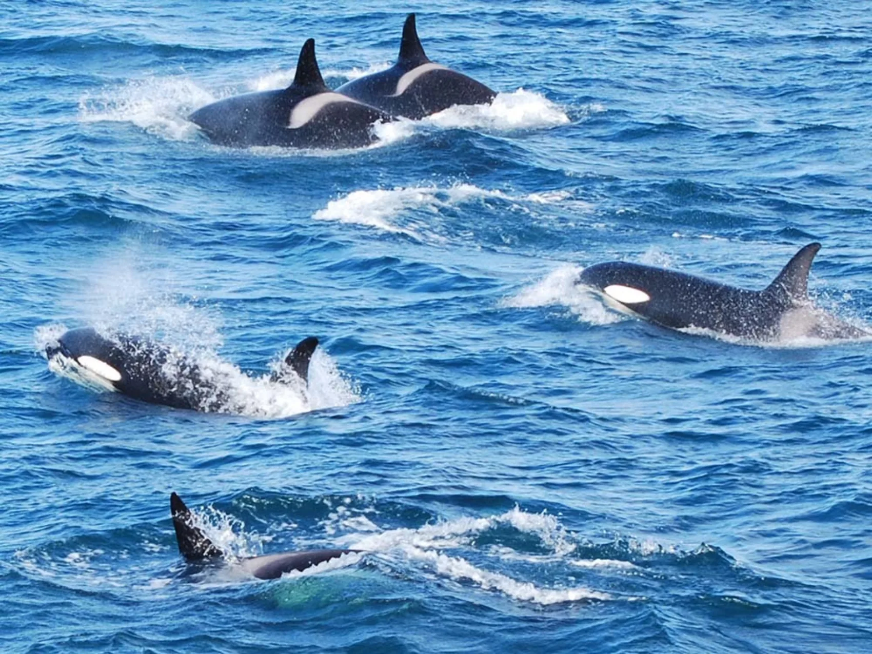 Mehrere Orcas in Island, die im Wasser herumschwimmen