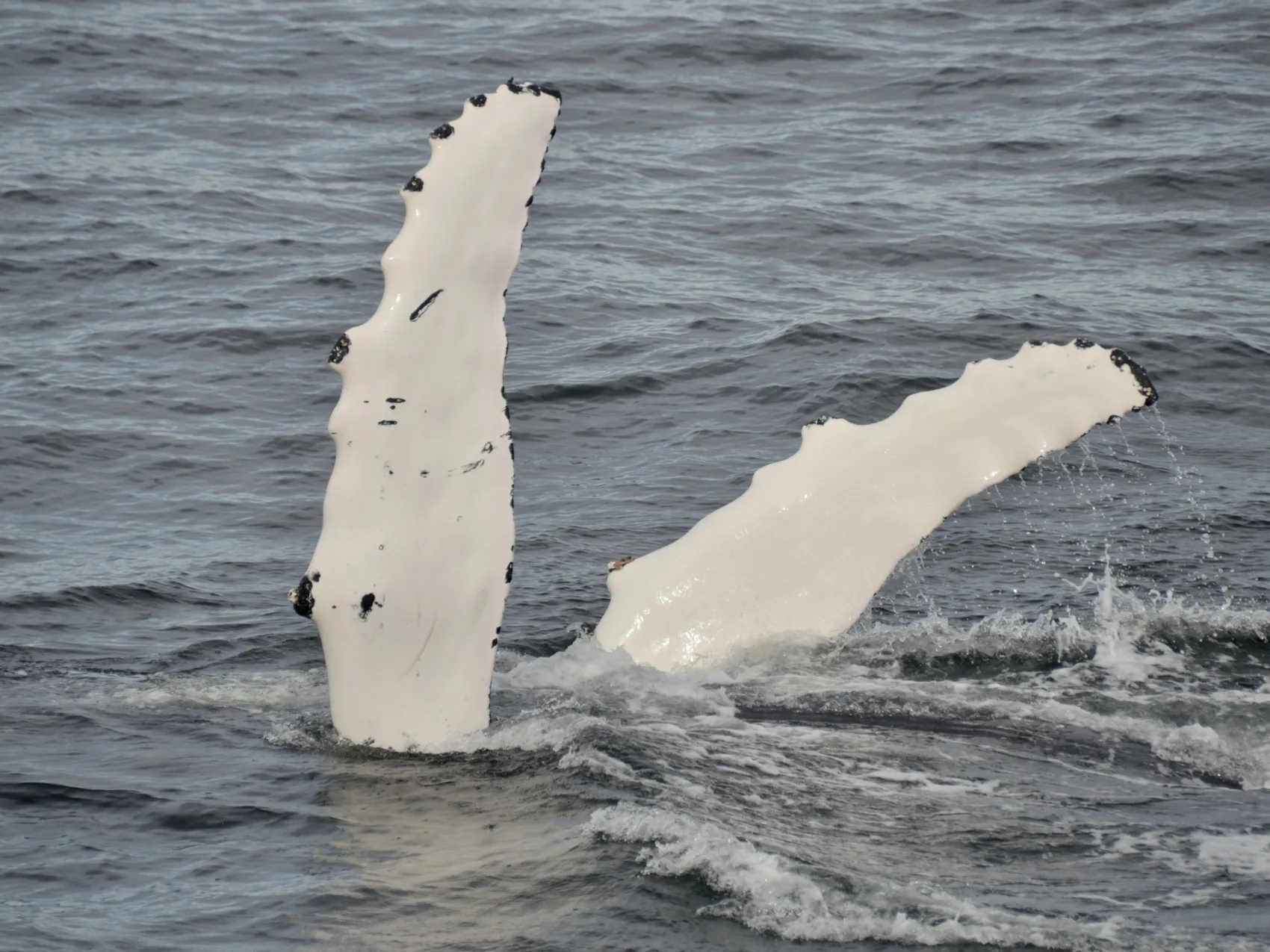 Walflossen die aus dem Wasser schauen in Island