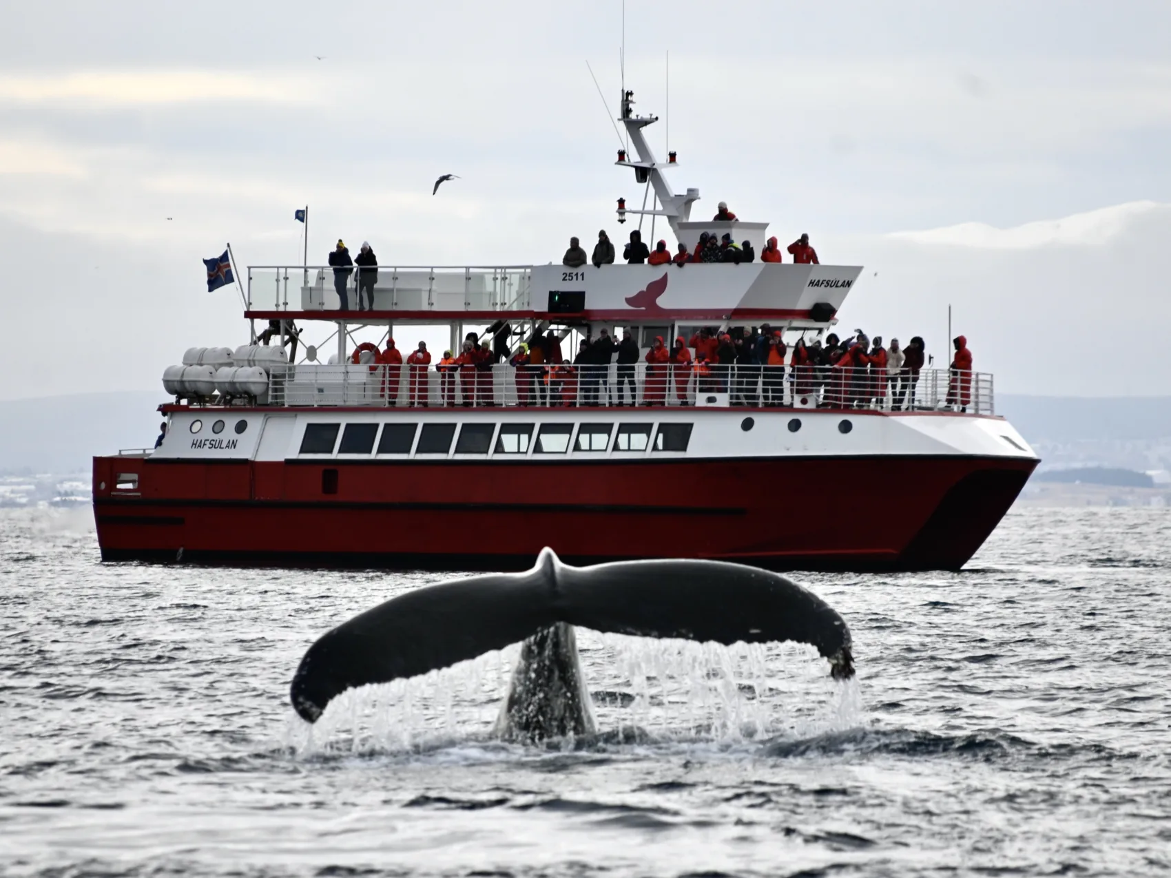 Boot in Island mit einer Gruppe von Menschen beobchtet eine Walflosse die aus dem Wasser schaut