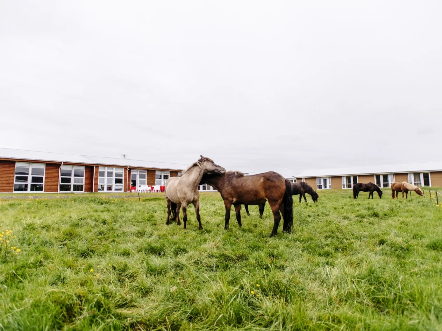 Reittour Island; 
Pferde stehen auf einer grünen Wiese von flachen Gebäude umgeben. Zwei Pferde im Zentrum putzen sich gegenseitig am Hals.