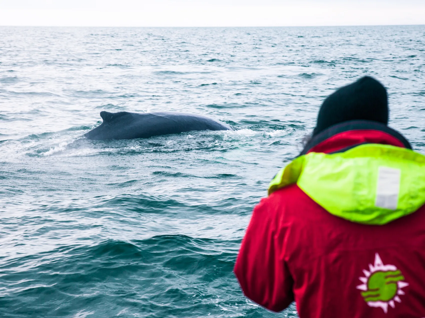 Walbeobachtung Whalewatching Islandreisen Katla Travel Ausflüge Per Boot
Person im Overall sieht Buckel von einem Wal