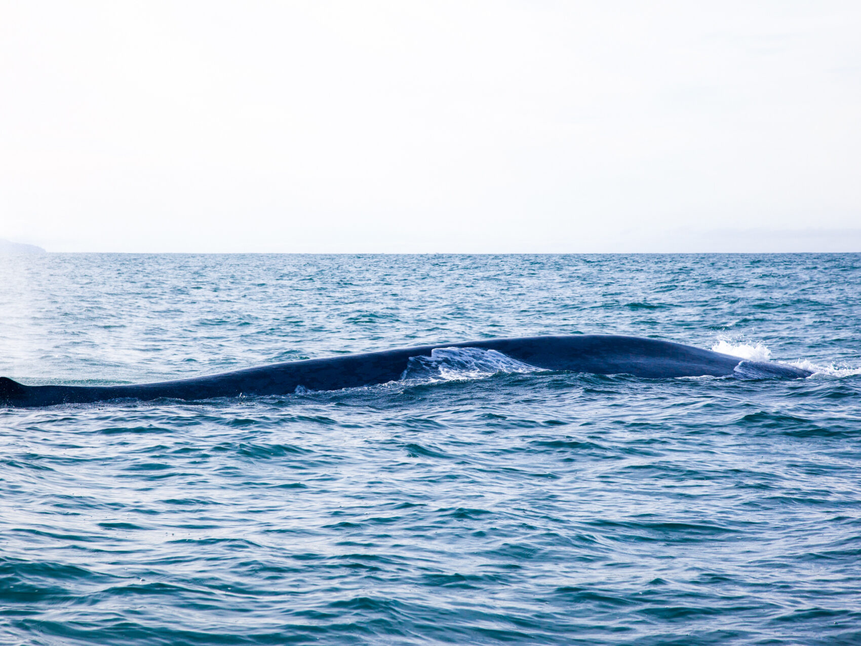Walbeobachtung Whalewatching Islandreisen Katla Travel Ausflüge Per Boot
Walbuckel im Wasser