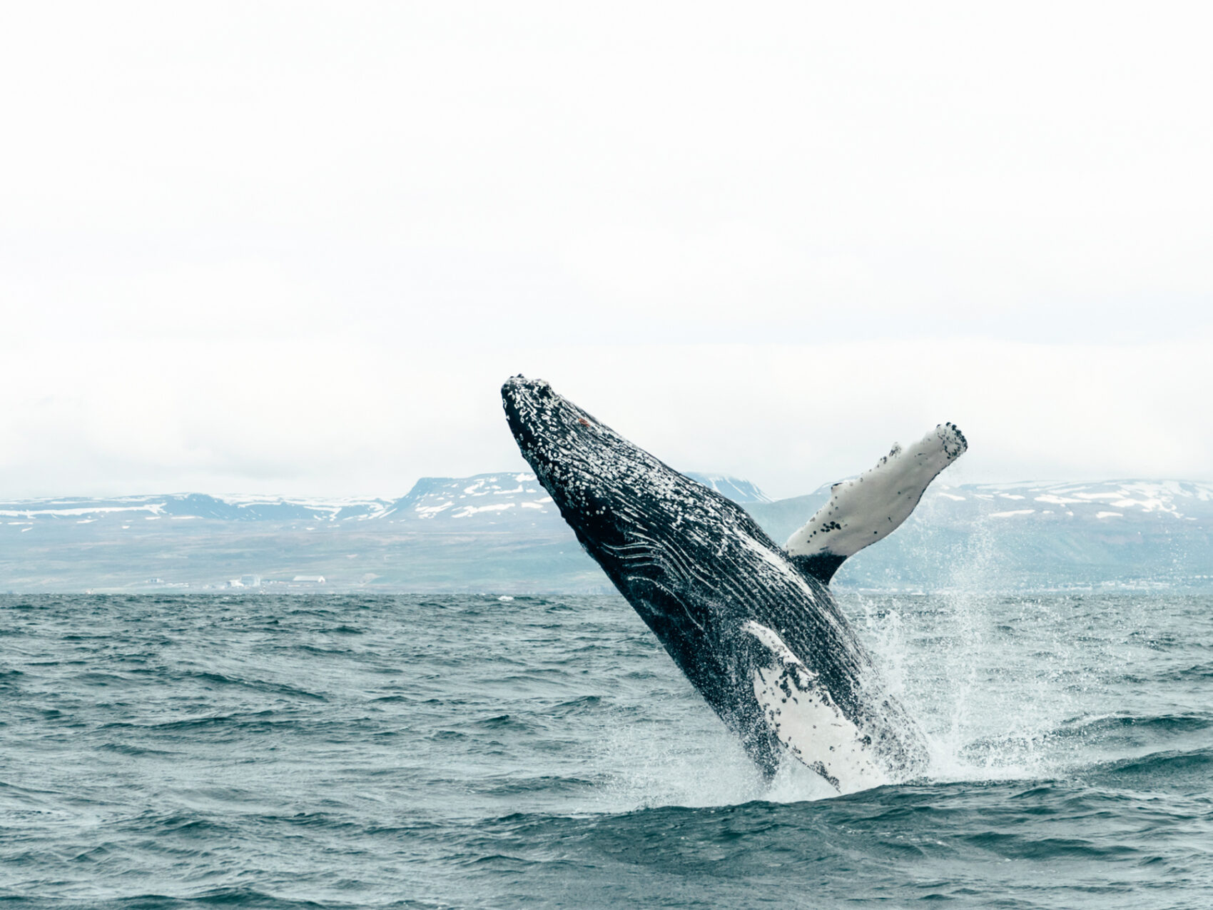 Walbeobachtung Whalewatching Islandreisen Katla Travel Ausflüge Per Boot
Wal springt aus dem Wasser