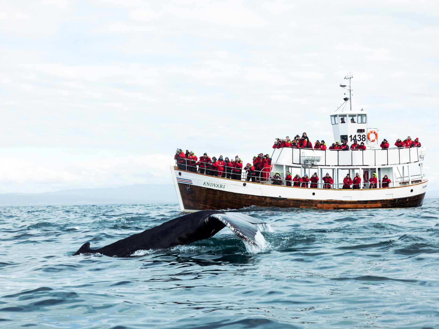 Walbeobachtung Whalewatching Islandreisen Katla Travel Ausflüge Per Boot Whale watching Ausflugsschiff sieht Flosse eines Wals