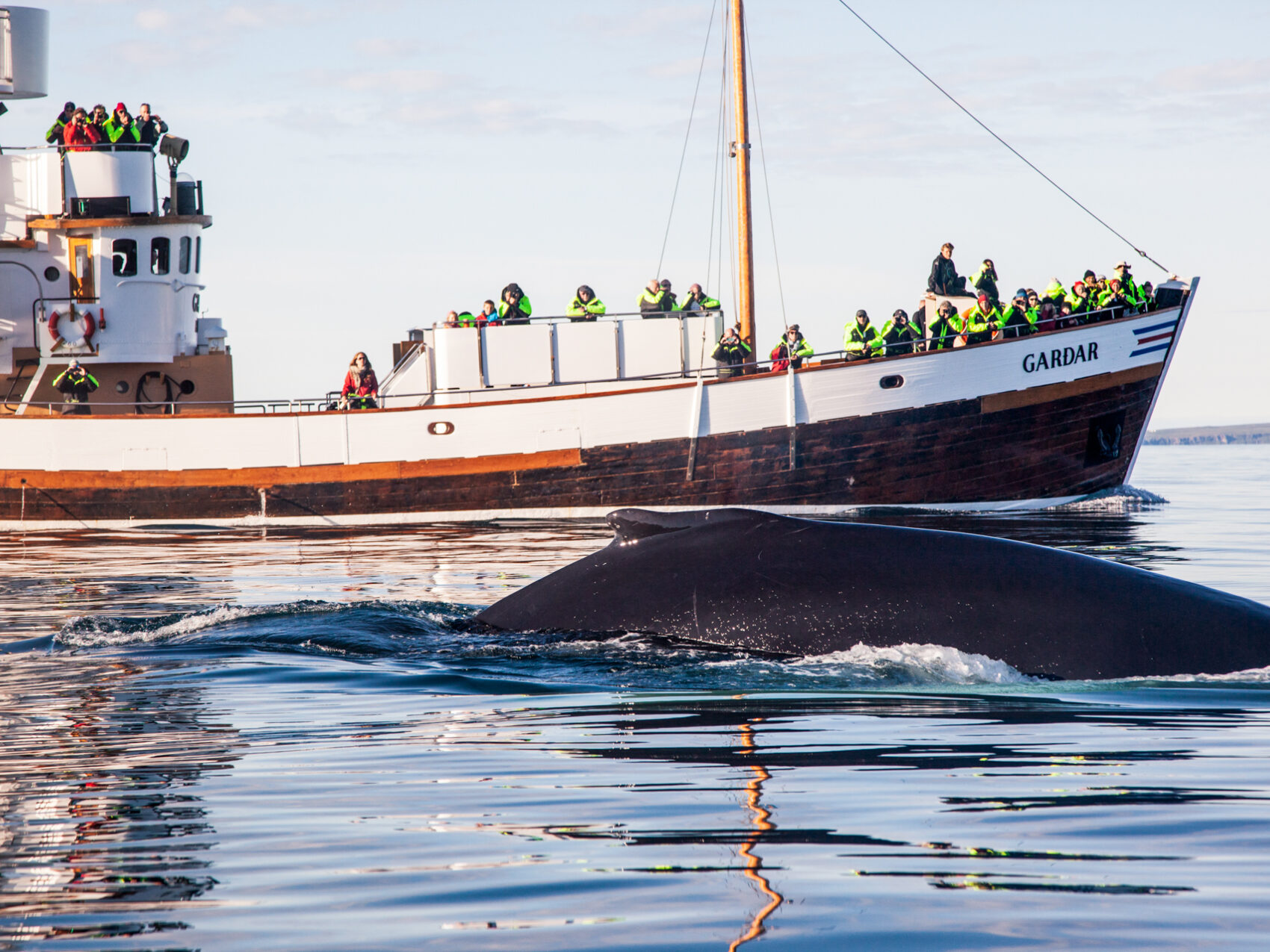 Walbeobachtung Whalewatching Islandreisen Katla Travel Ausflüge Per Boot
Walbuckel neben Ausflugsboot