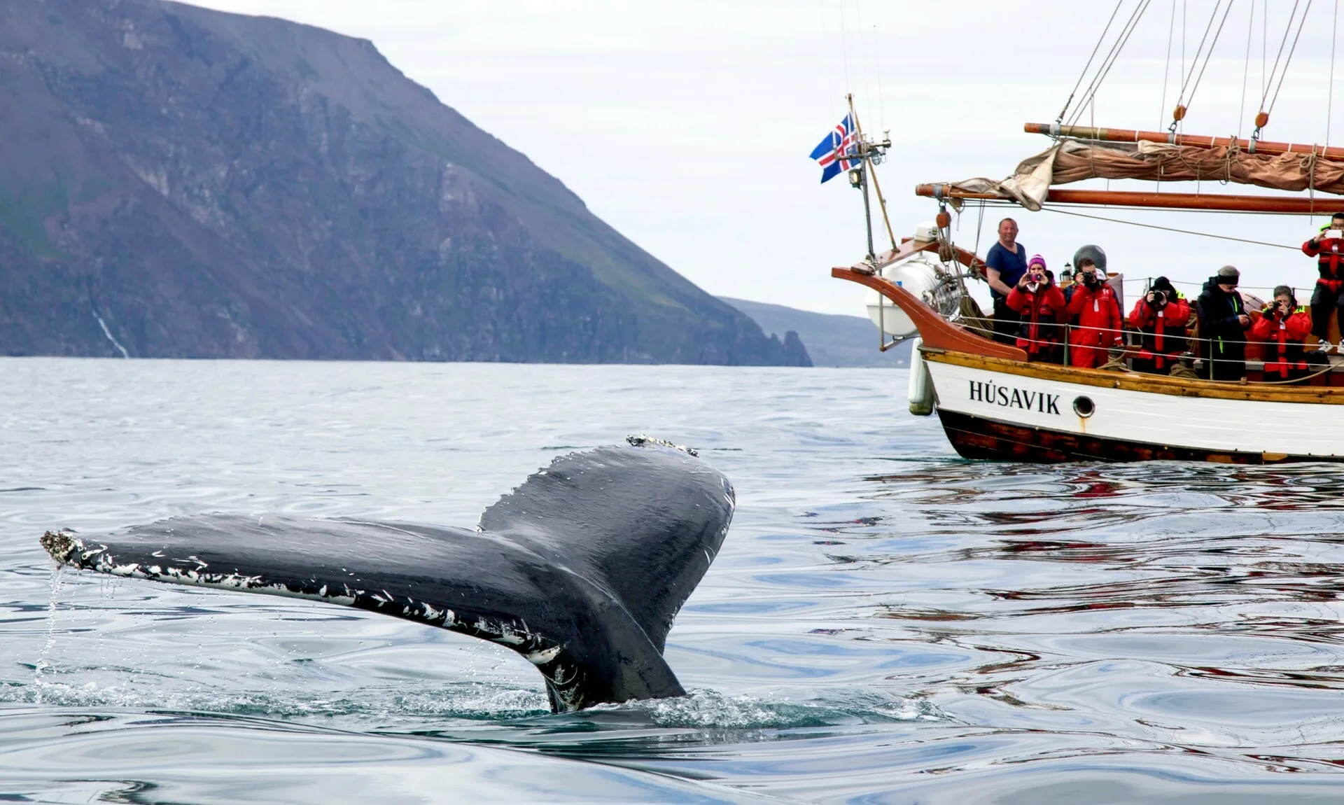 Ein Wal, der gerade ins Wasser eintaucht und von Touristen auf einem Boot im Hintergrund fotografiert wird