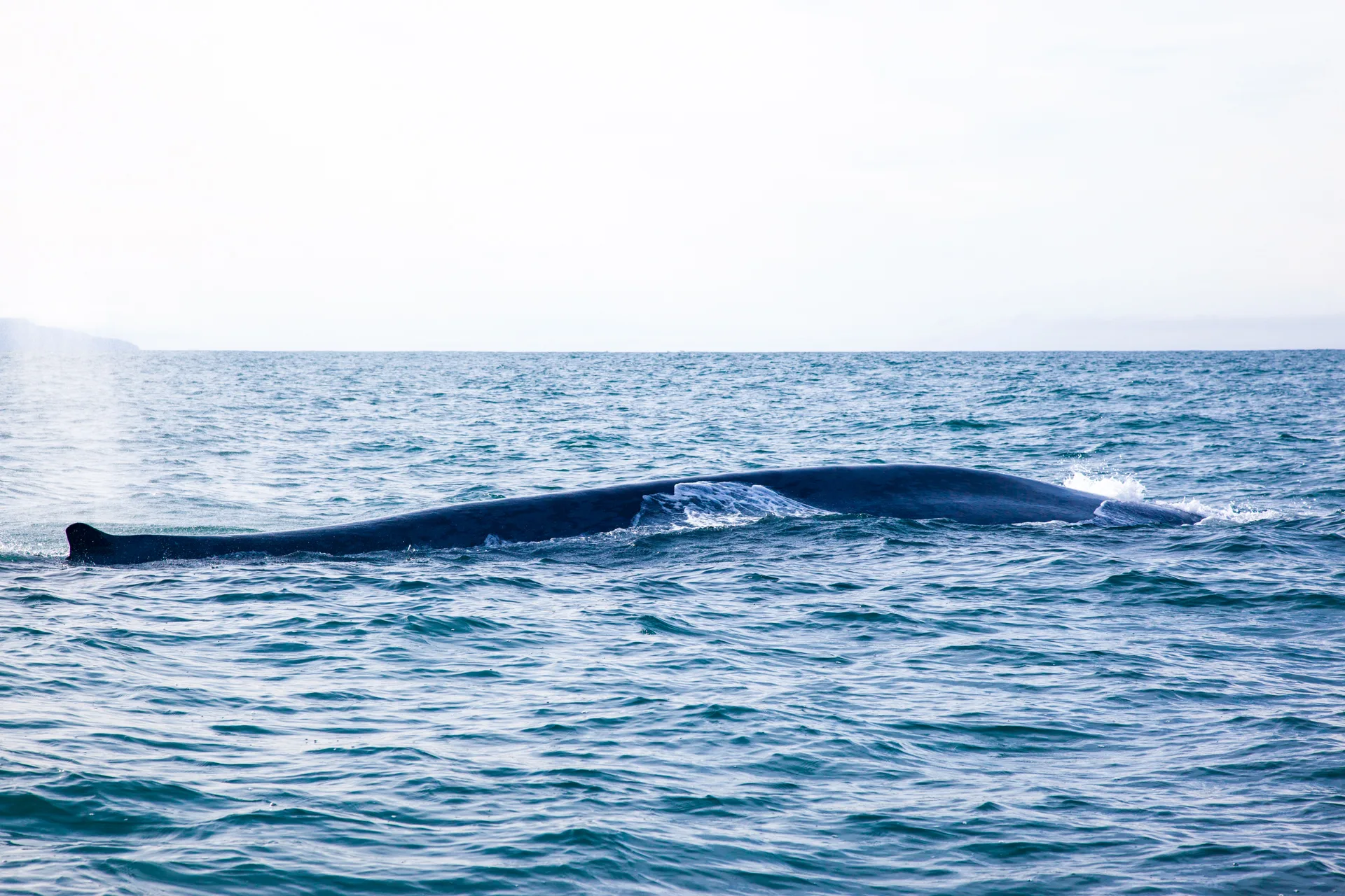 Walbeobachtung Whalewatching Islandreisen Katla Travel Ausflüge Per Boot
Walbuckel im Wasser