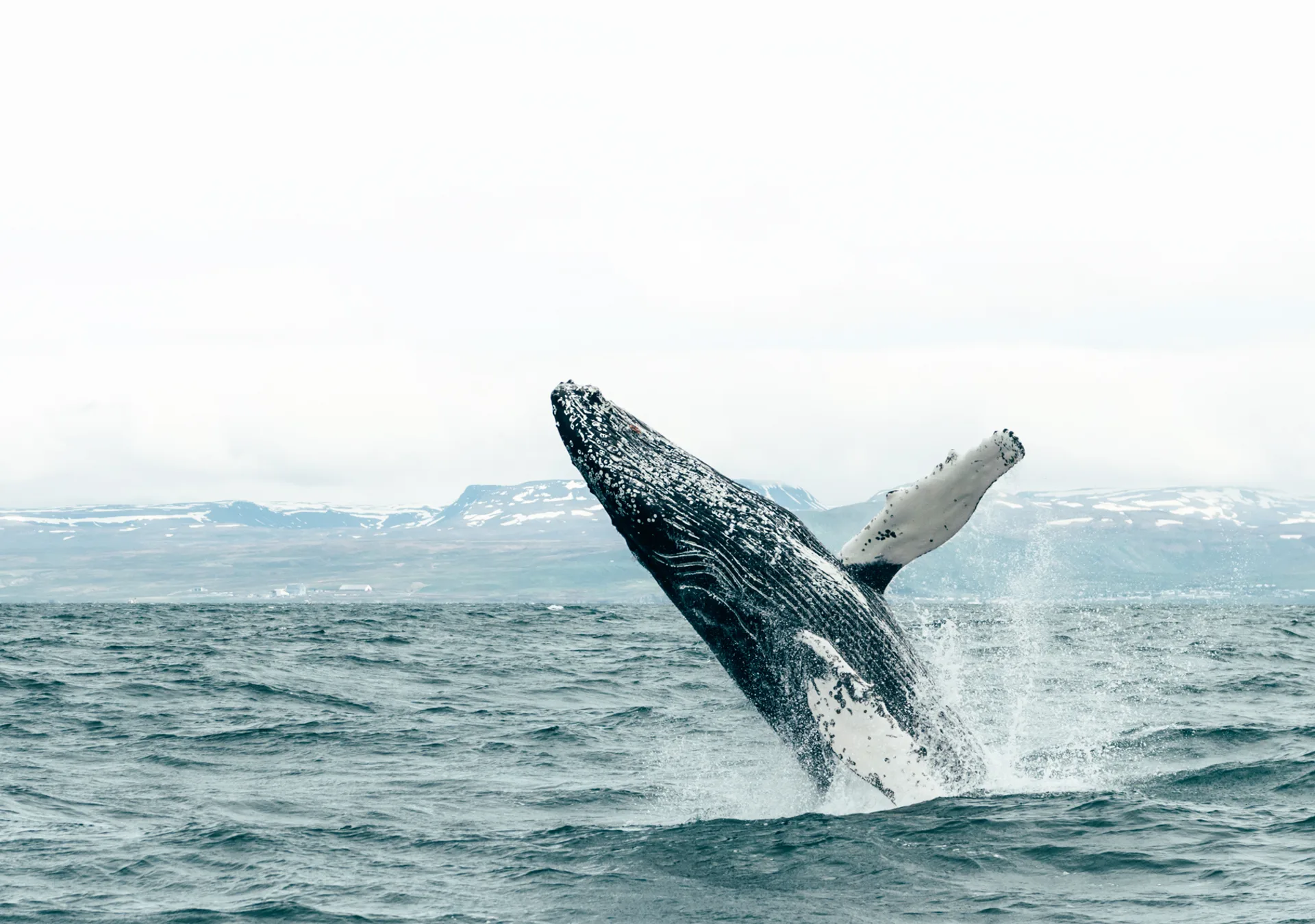 Walbeobachtung Whalewatching Islandreisen Katla Travel Ausflüge Per Boot
Wal springt aus dem Wasser