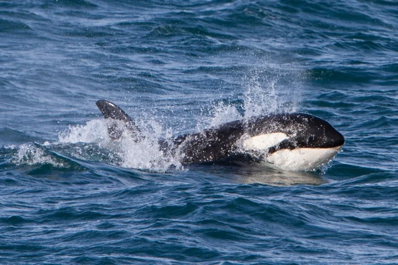 Orca Wal in Island in Grundarfjordur