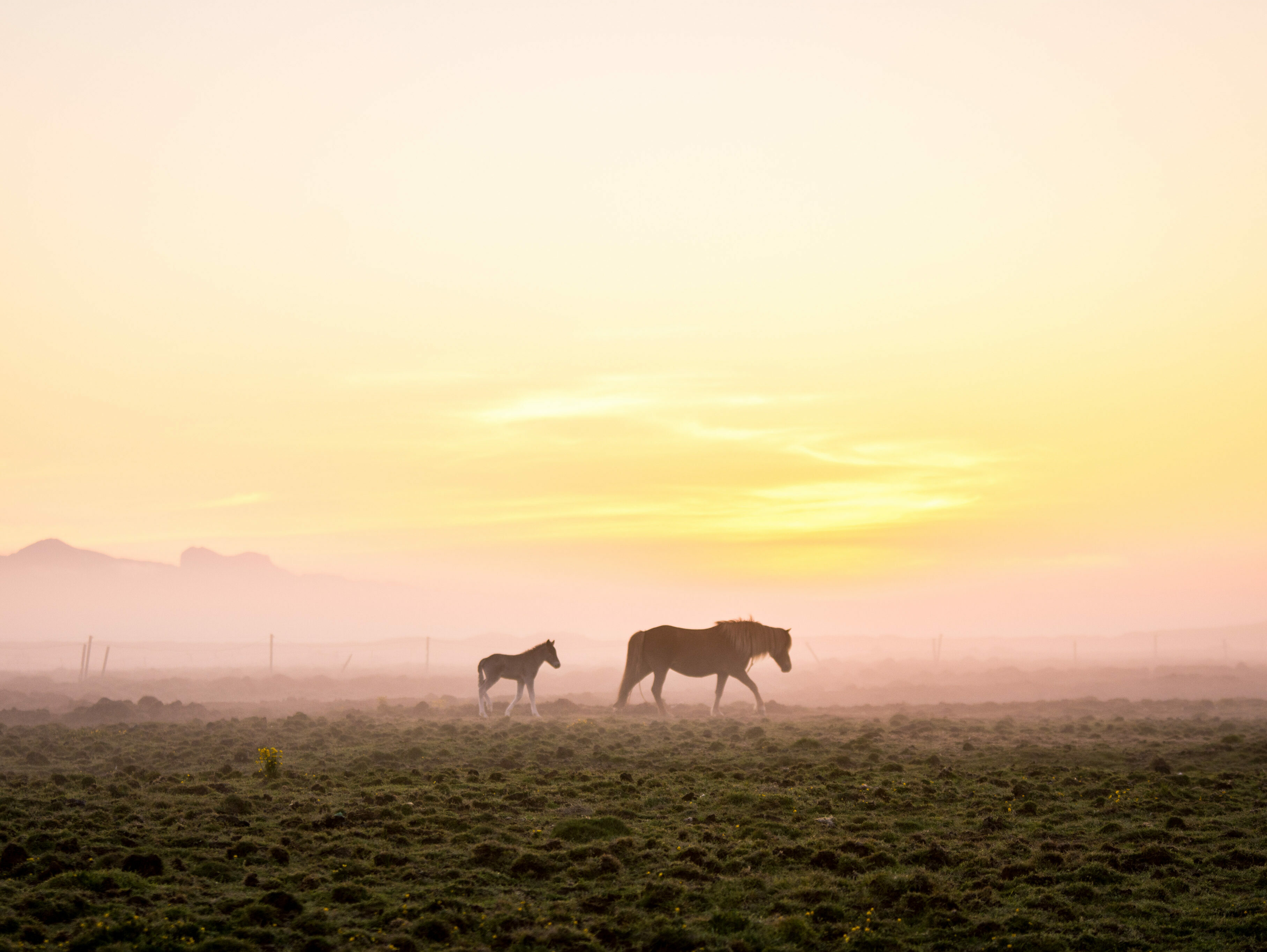Mitternachtssonne Island Pferd Fohlen Nebel FotoCarlotaBlankenmeier