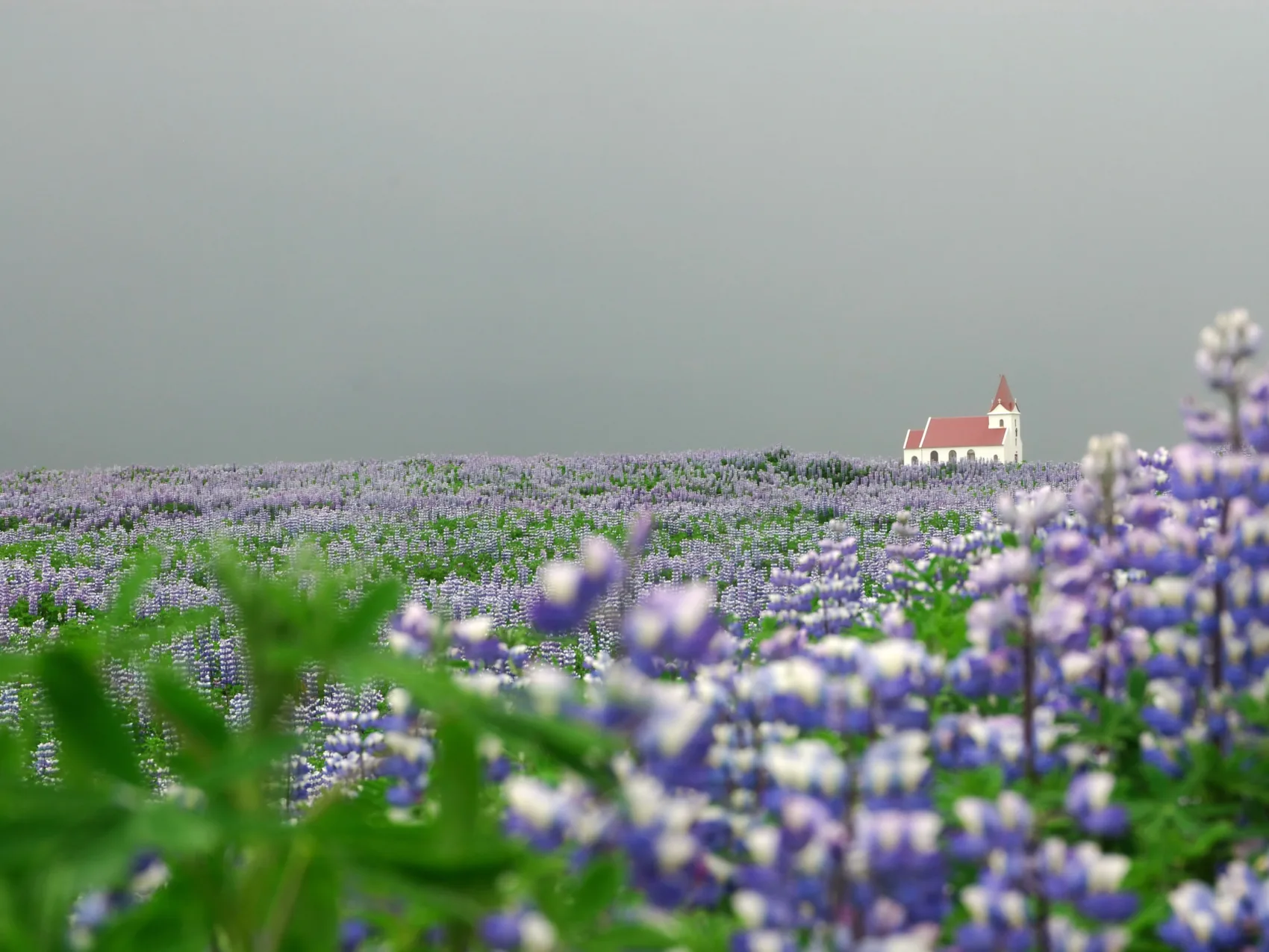 Land der Gegensätze, Foto: Hartmut Schrader
Feld voller Alaska Lupinien, im Hintergrund grauer Nebel und eine weiße Kirche mit rotem Dach