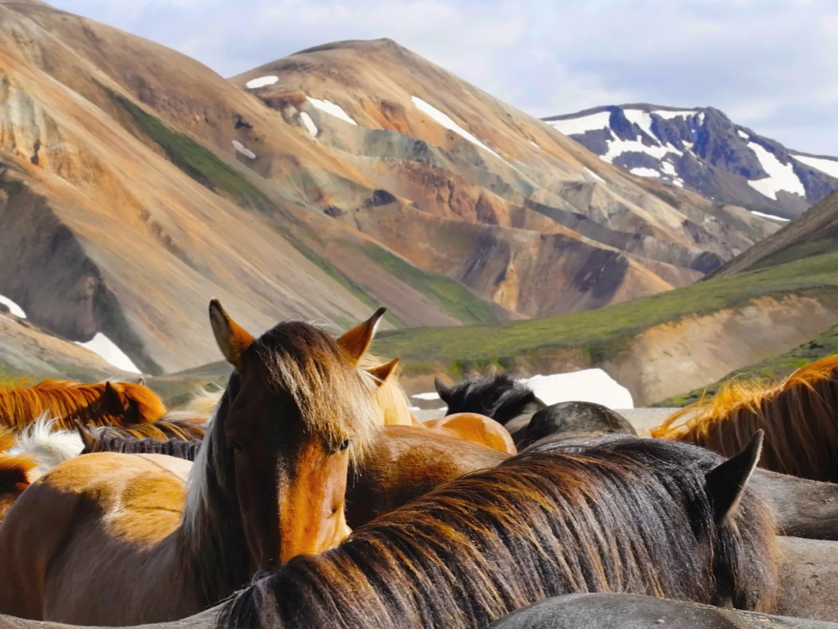 Rückenlandschaft, Landmannalaugar, Foto: W. Wittmann
Islandpferde in einer Herde in der malerischen Landschaft von Landmannalaugar, leichte Schneereste im Hintergrund