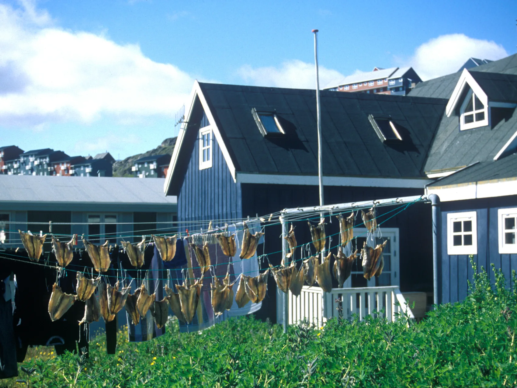 Südgrönland: Siedlung Qaqortoq
Blau-weißes Haus mit Fischen, die an der Wäscheleine aufgehängt sind.