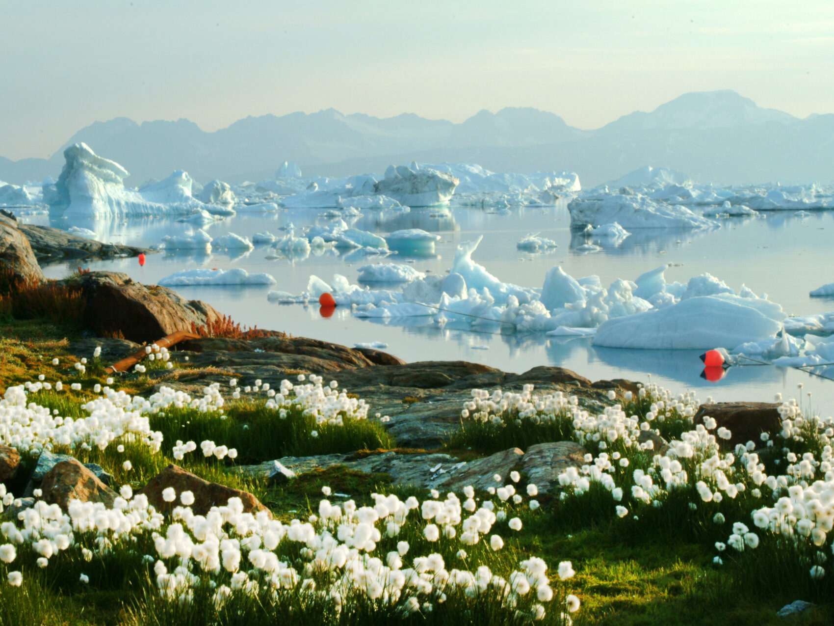 Ostgrönland Blumen und Eisberge Bucht, weiße Blumen am Ufer, orange Bojen in Ufernähe, viele Eisberge im Hintergrund
