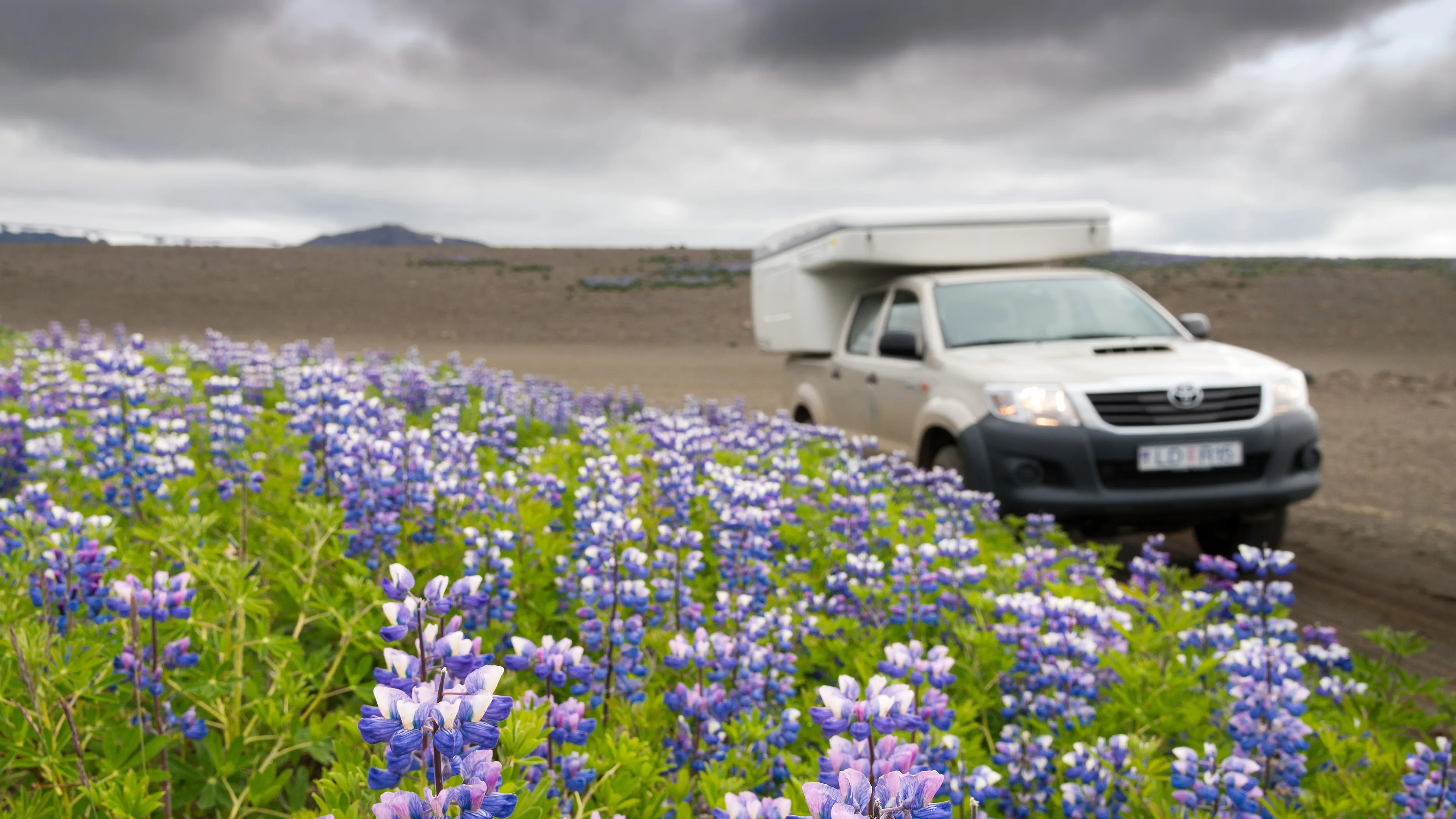 Ein weißer Camper, der neben einem Lupinenfeld steht, im Hintergrund sind graue Wolken zu sehen