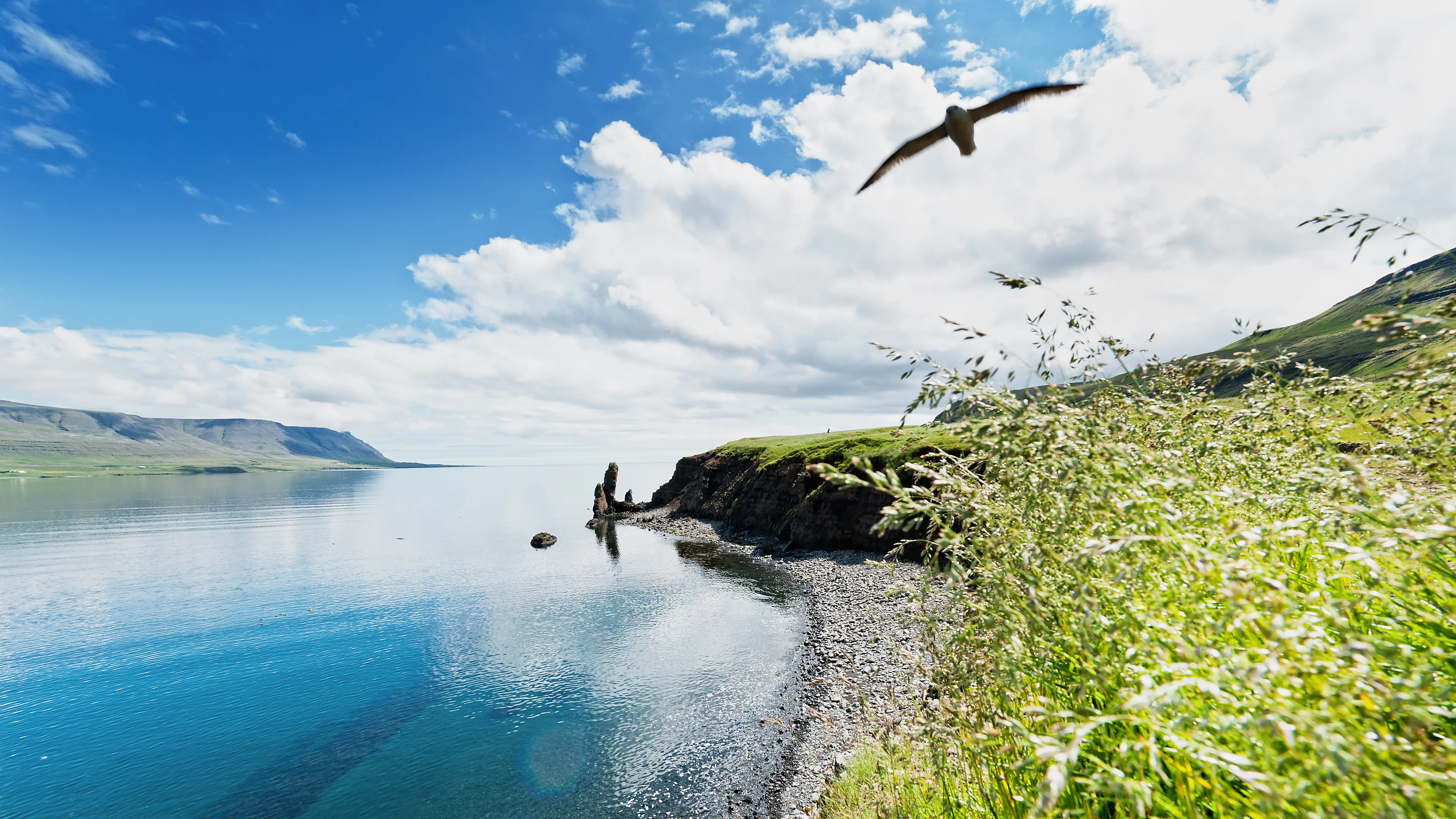Aufnahme vom Meer und Bergen im Hintergrund, und einer Möwe die Richtung Kamera fliegt