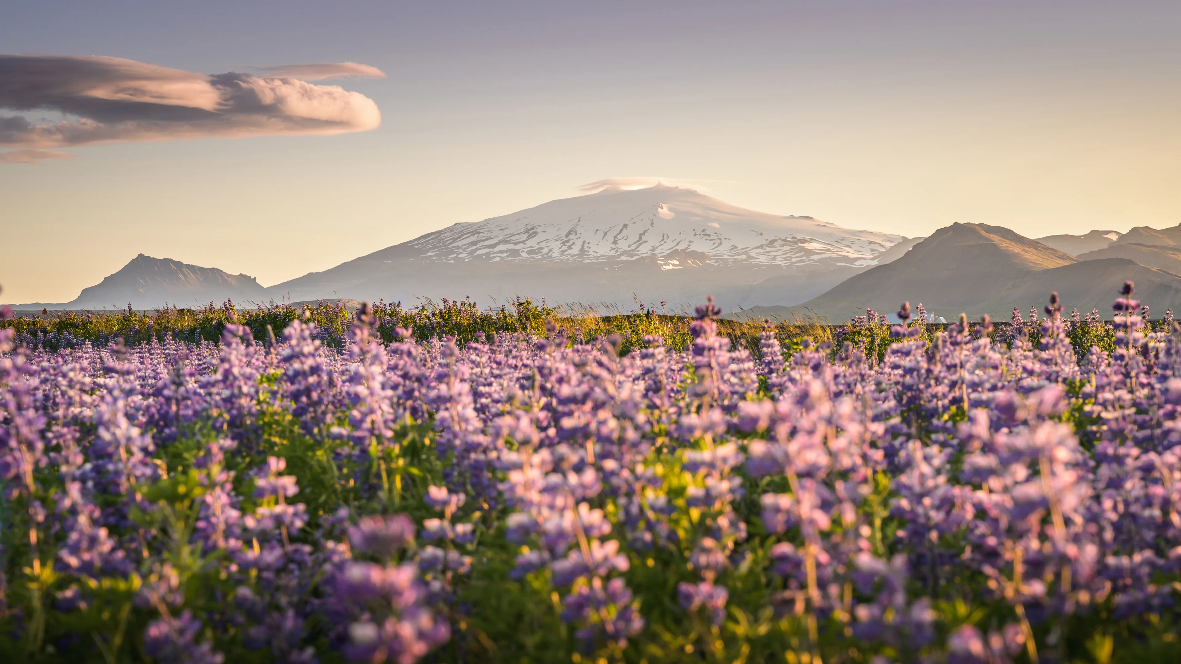 lila Blumen (Lupinen) vor dem Snaefellsjoekull in Island