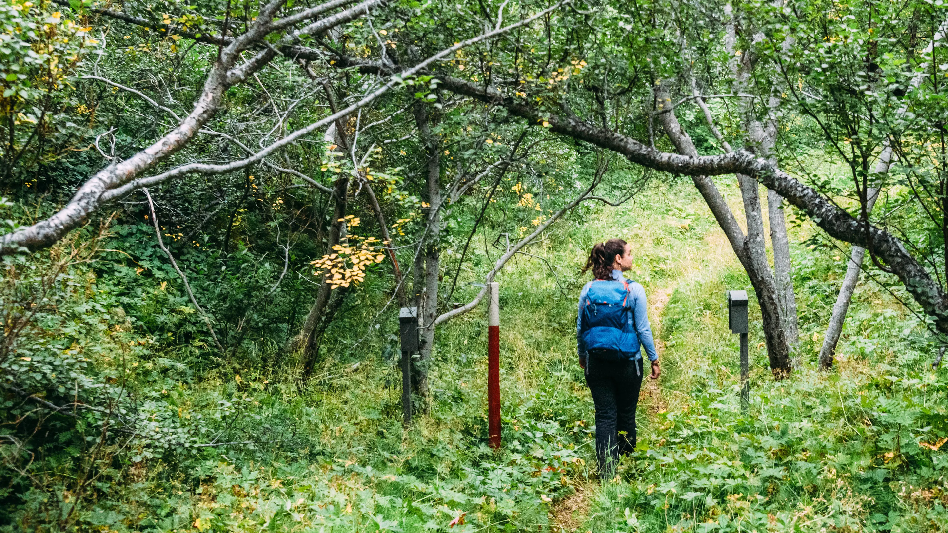 Wald Frau wandern Island Frau wandert in einem Wald in Island