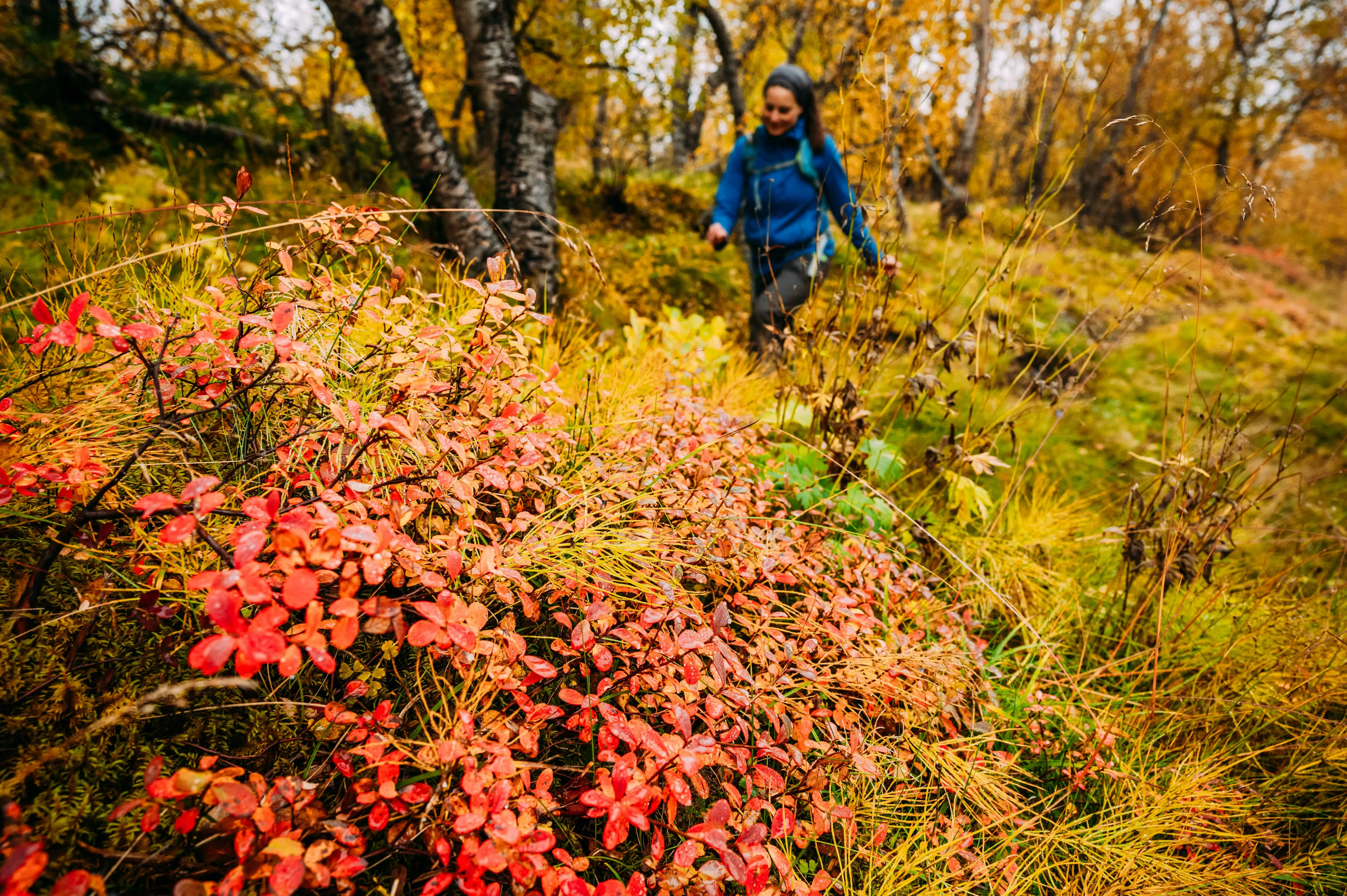 Eine Frau wandert durch herbstliche Landschaft in einem Wald in Ostisland