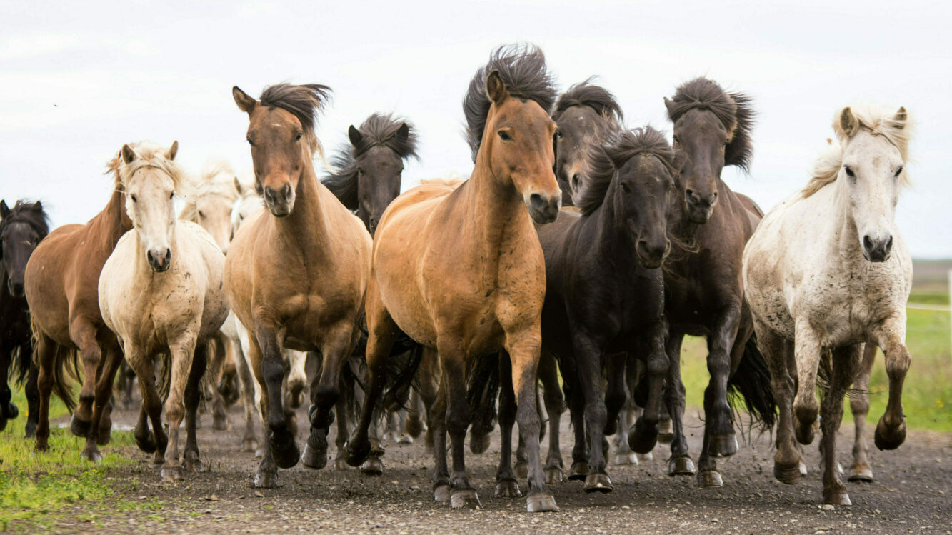 Islandpferd Westisland Herde