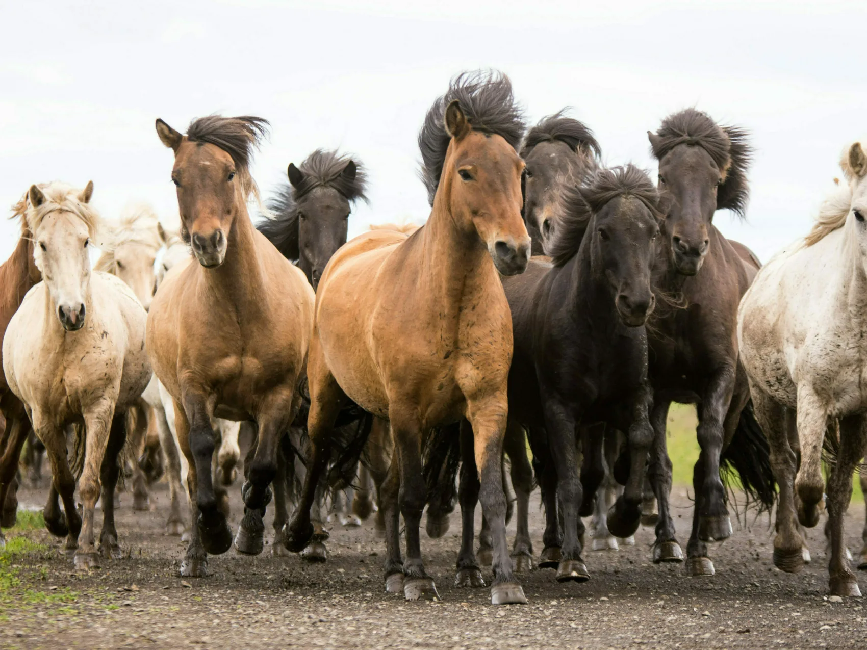 Eine große Herde von Islandpferden läuft zusammen durch eine Weide
