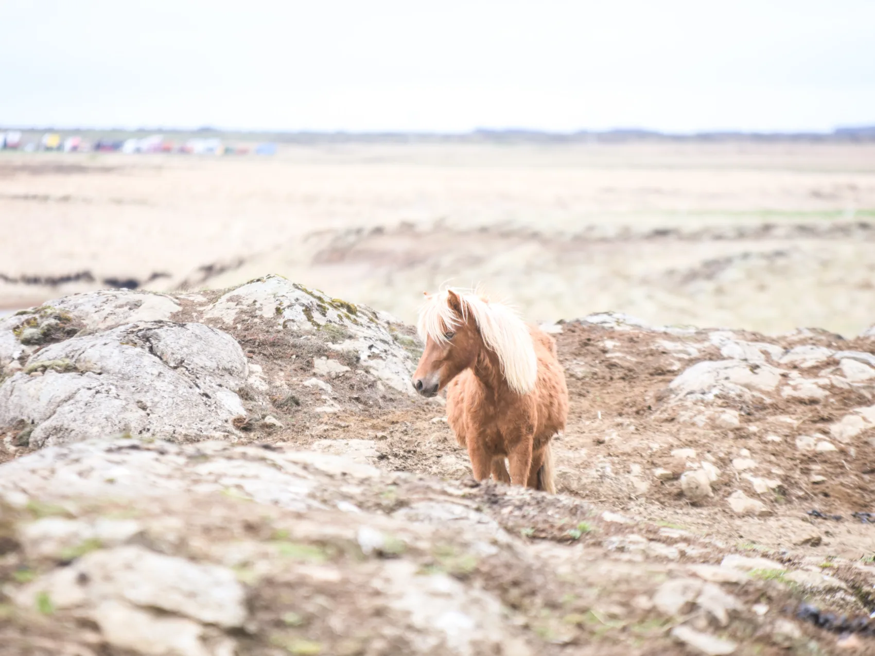 Kleines braunes Pferd steht in steiniger Landschaft