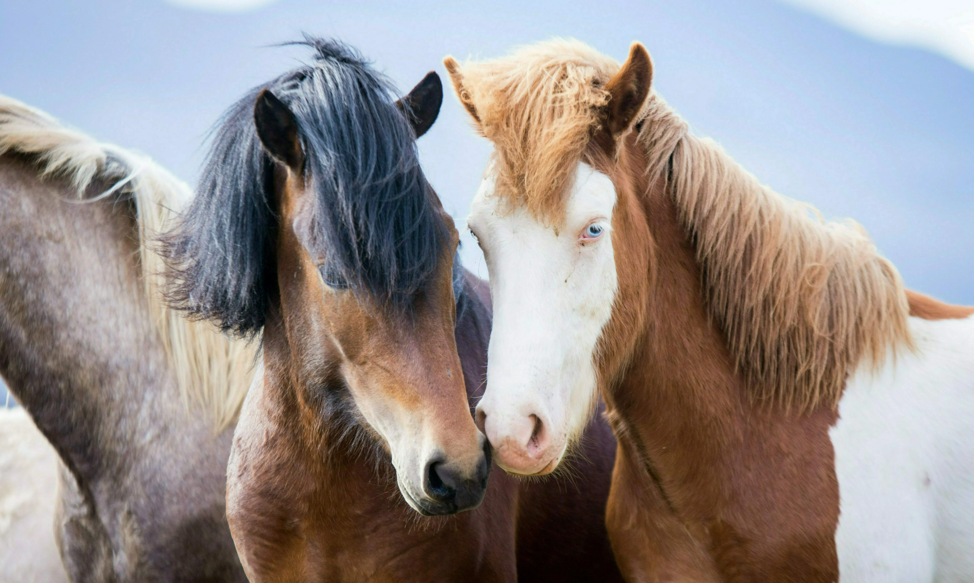 Ein Pferd mit braunem Fell und schwarzer Mähne, neben einem Pferd mit braunem Fell und weißem Gesicht
