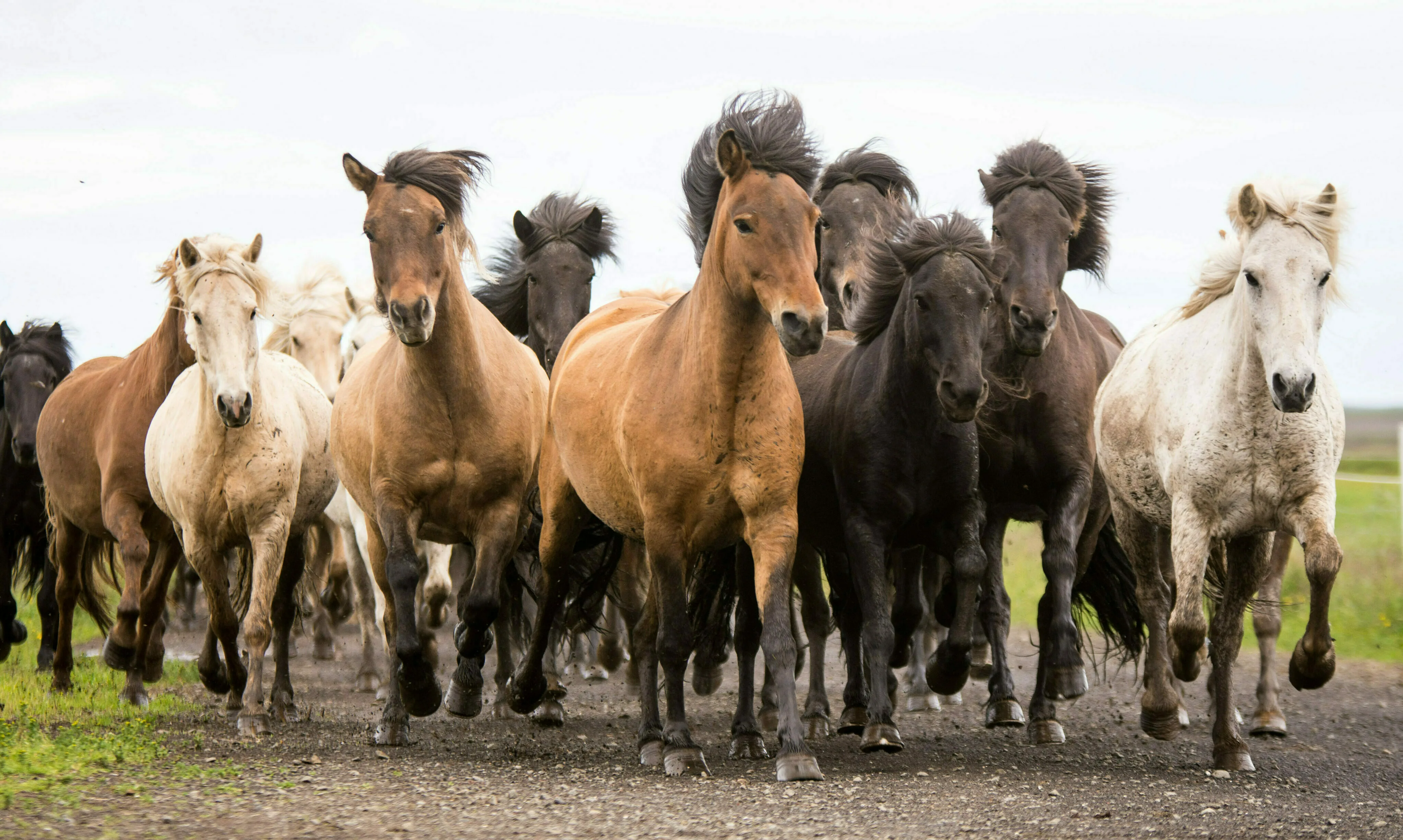 Eine große Herde von Islandpferden läuft zusammen durch eine Weide
