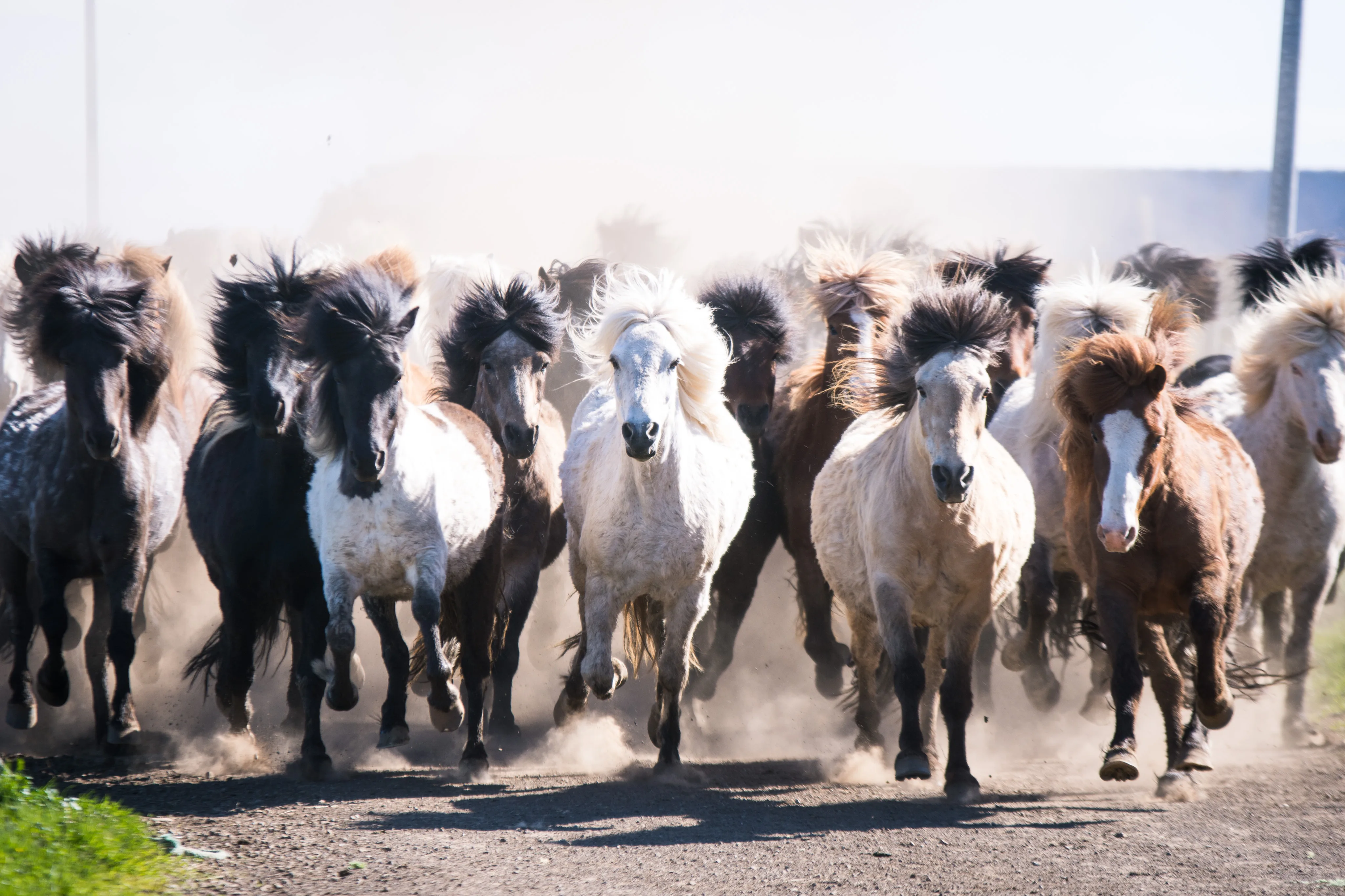 Island Islandpferde Herde FotoCarlotaBlankenmaier
Herde an Islandpferden läuft auf Betrachter zu