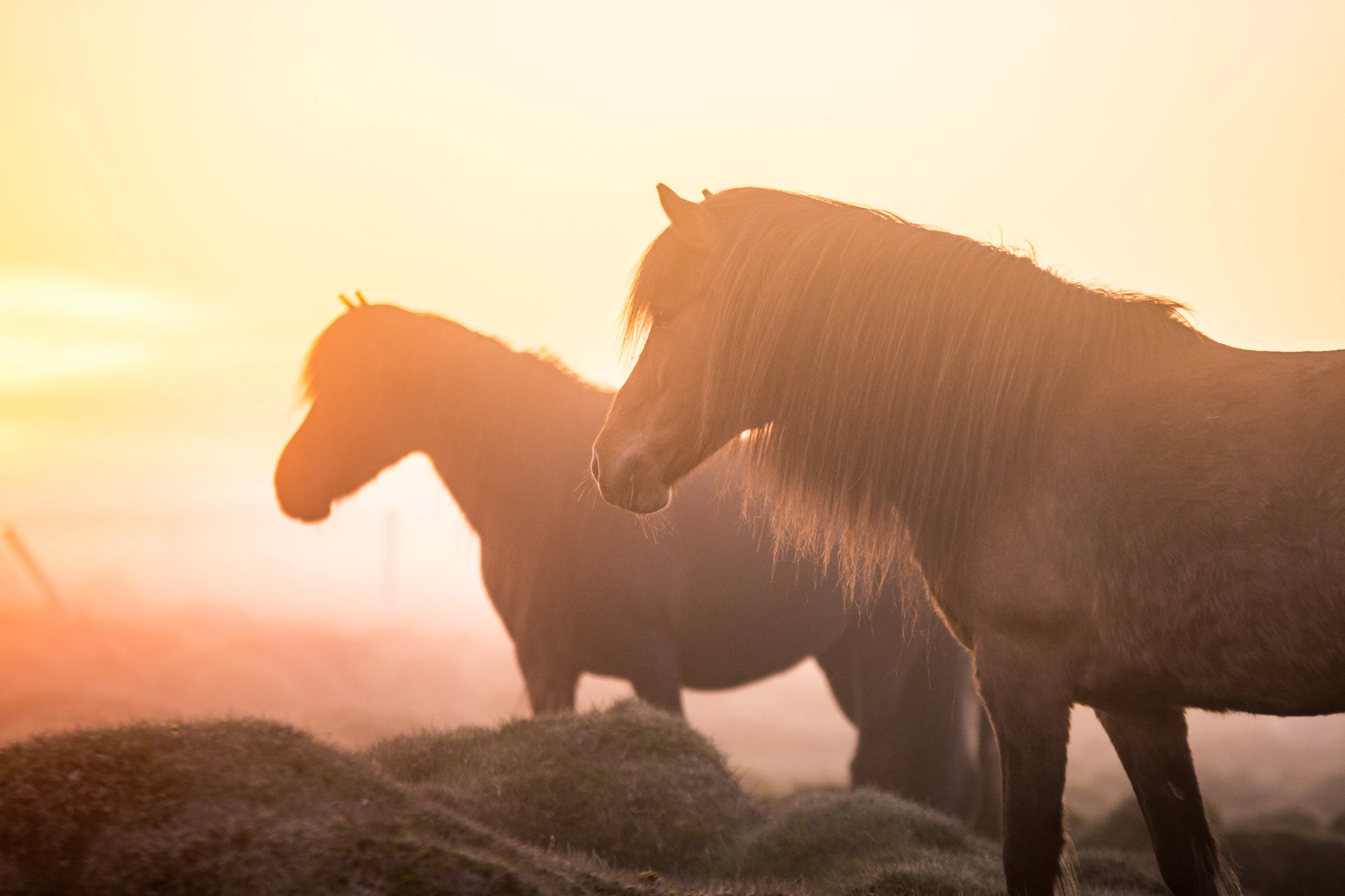 Zwei braune Pferde stehen auf einer Wiese während der Mitternachtssonne, welche alles in ein schönes orange-gelbliches Licht versetzt