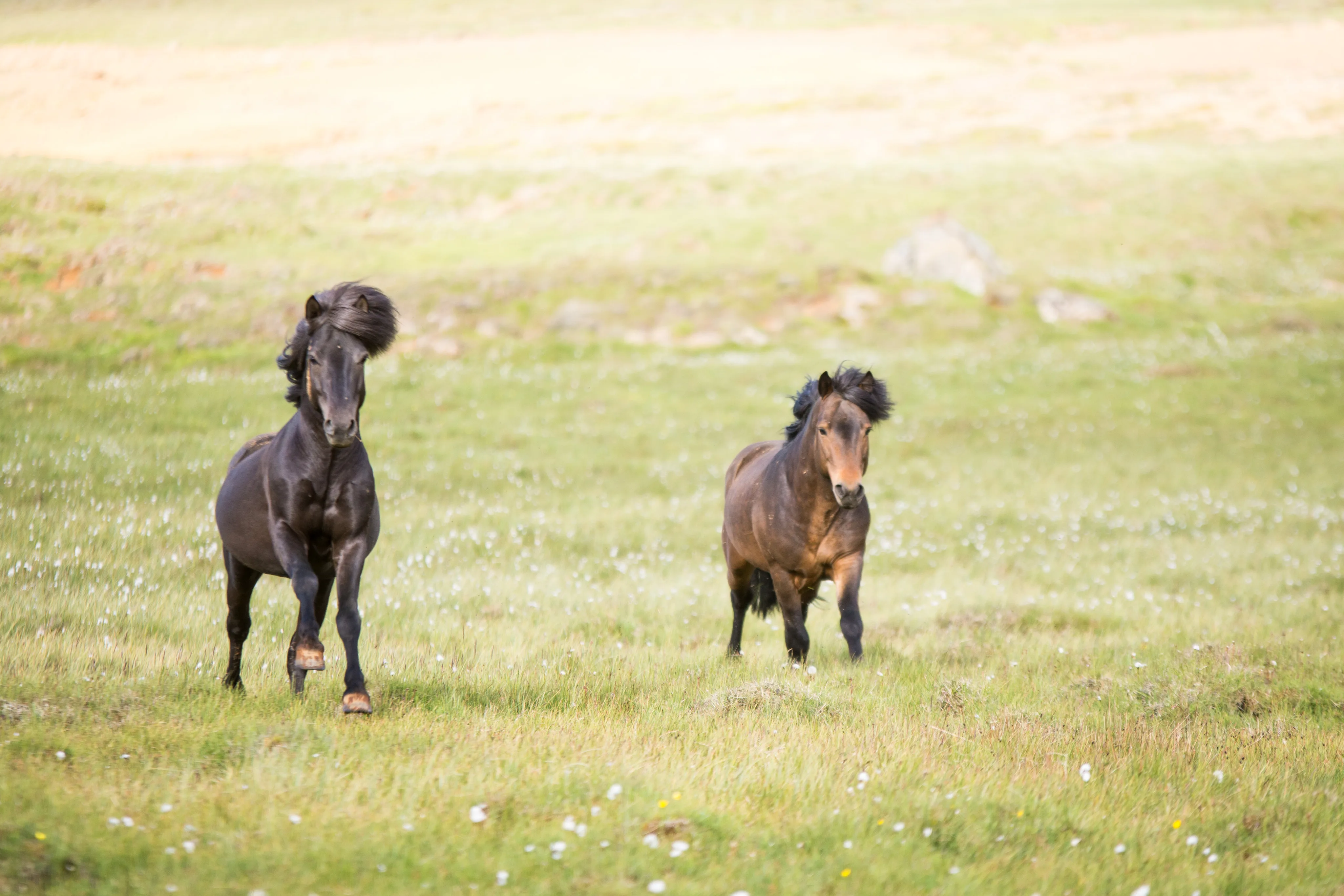 Ein hellbrauner und ein dunkelbrauner Junghengst galoppieren zusammen auf einer schönen und großen Wiese