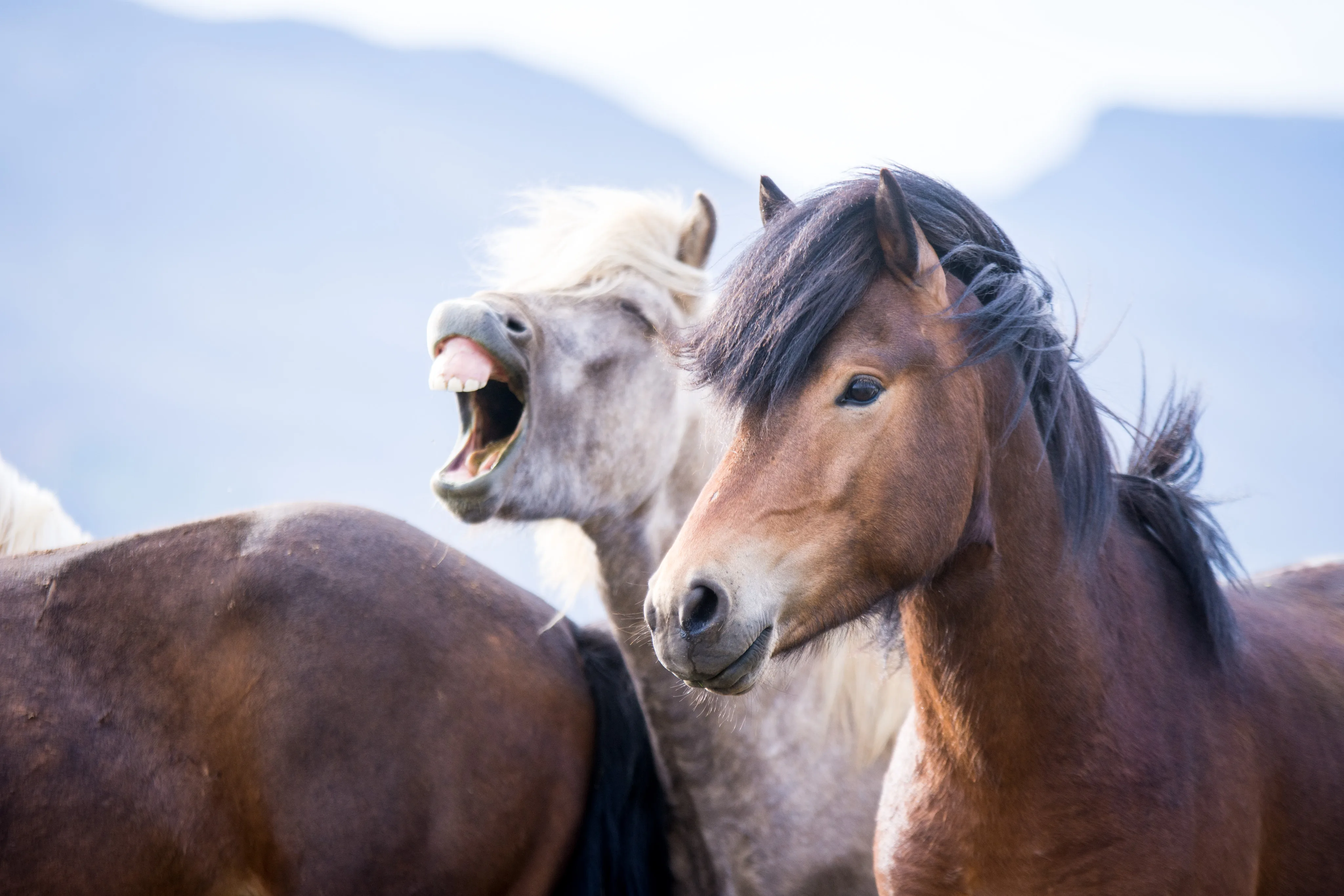 Ein braunes Pferd steht neben einem weißen Pferd, das gerade gähnt, im Hintergrund sind Berge