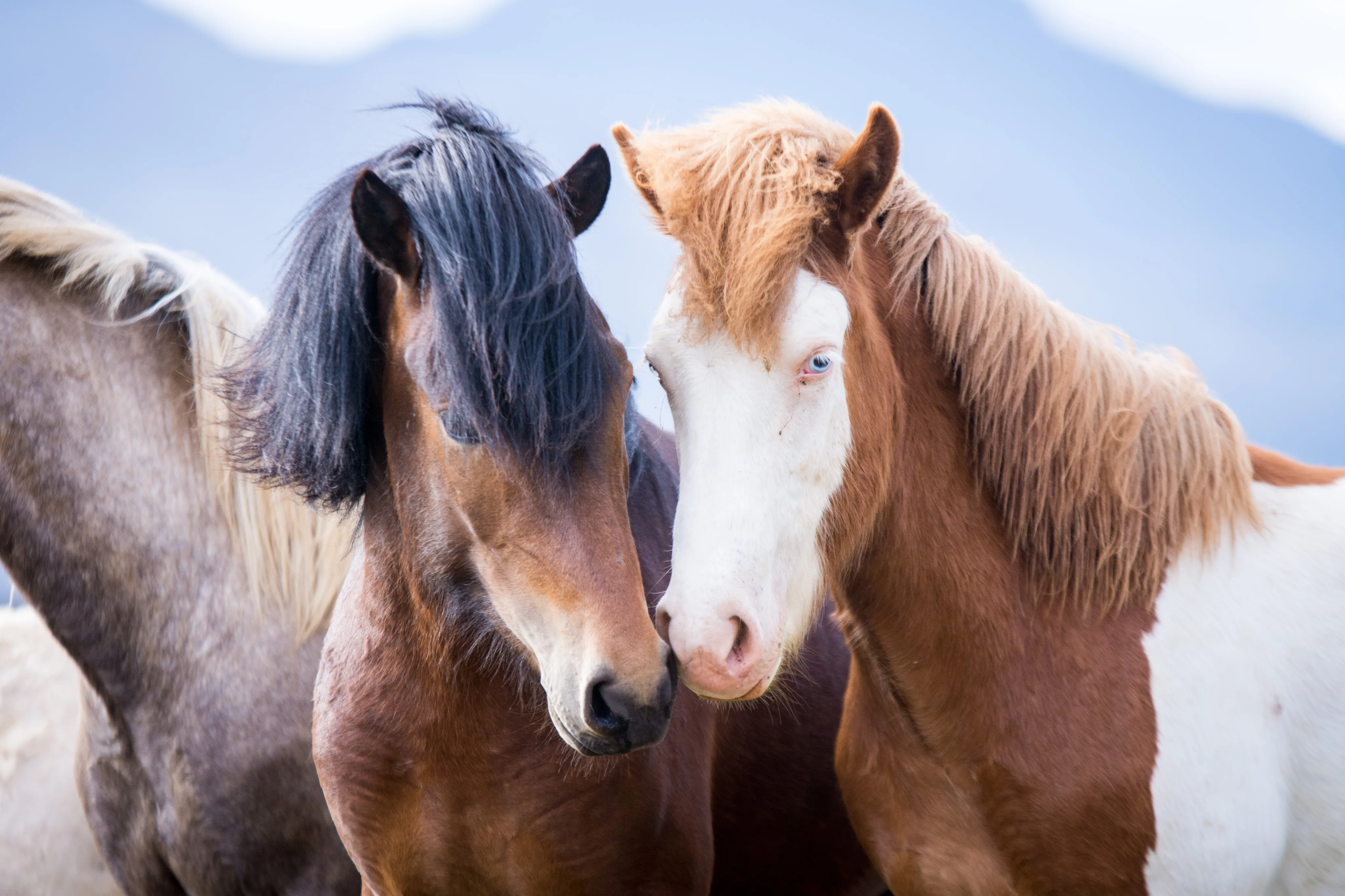 Ein Pferd mit braunem Fell und schwarzer Mähne, neben einem Pferd mit braunem Fell und weißem Gesicht