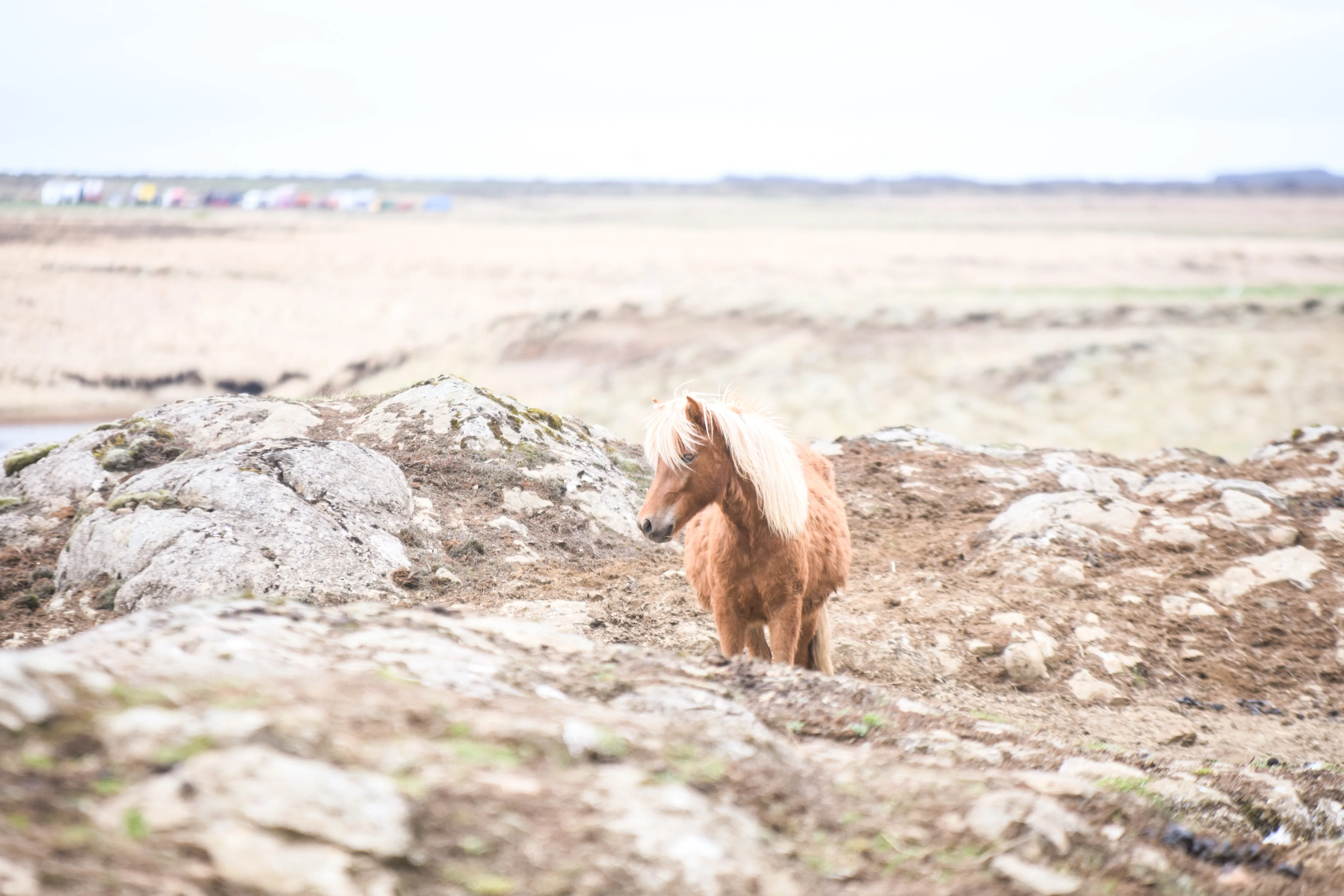 Kleines braunes Pferd steht in steiniger Landschaft