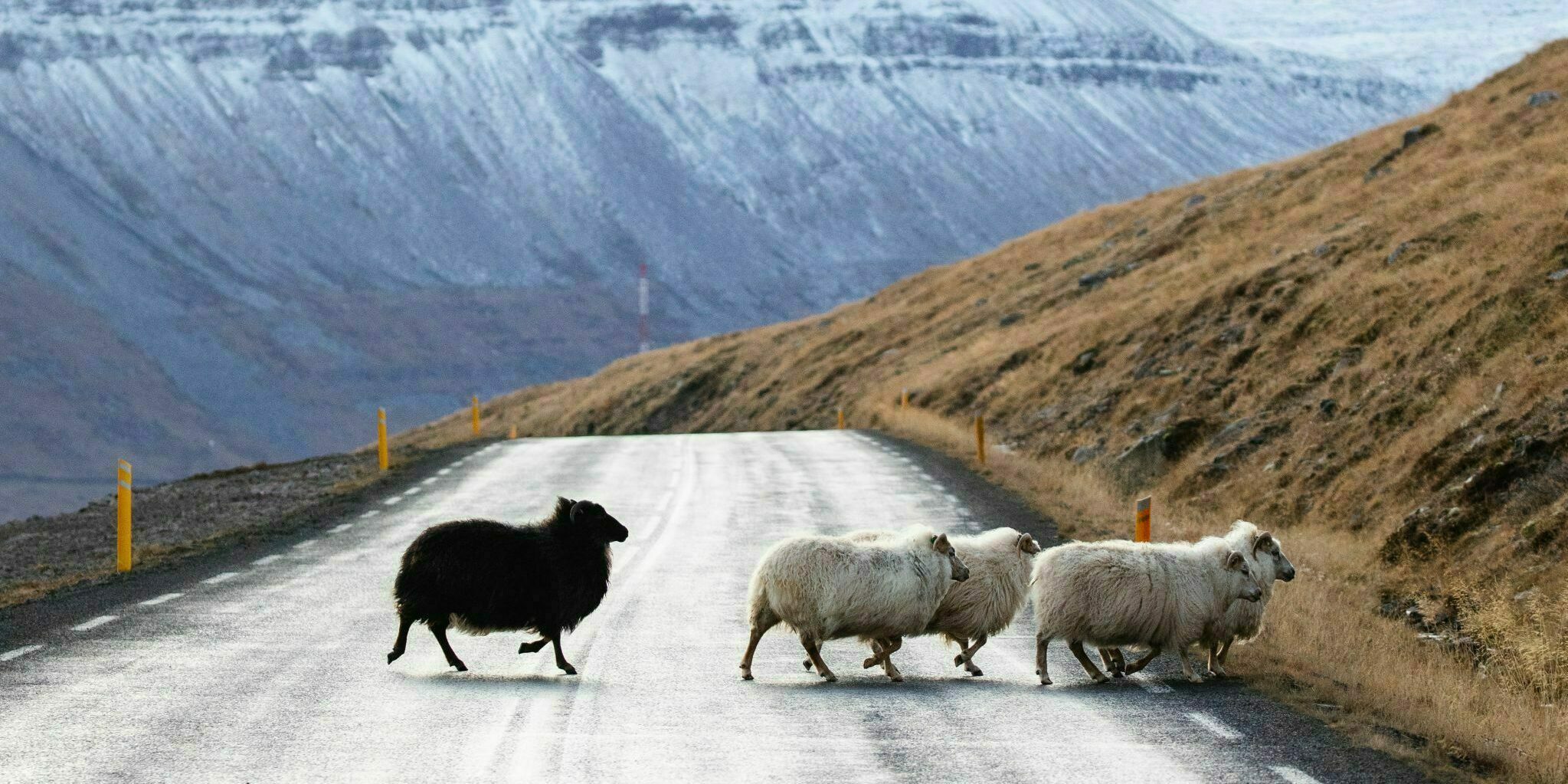 Schafe überqueren Islands Straßen