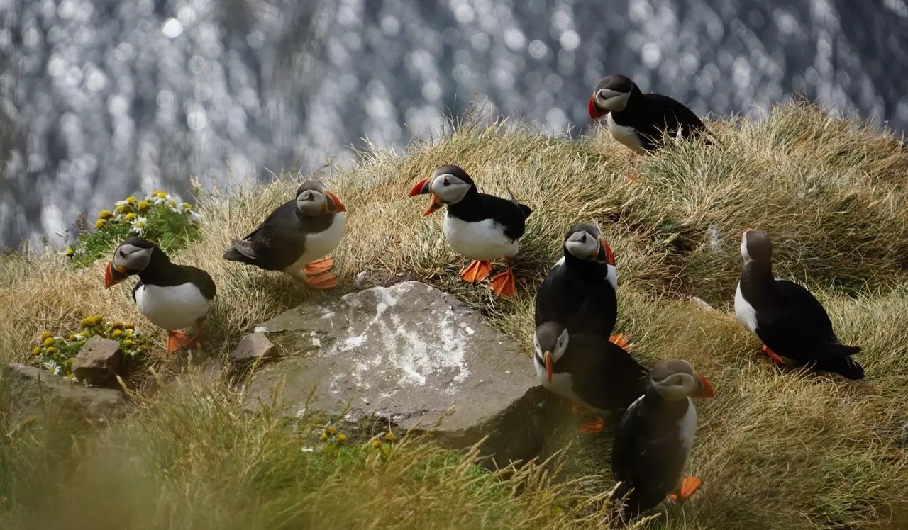 Island Westfjorde Papageitaucher Látrabjarg Jungbluth