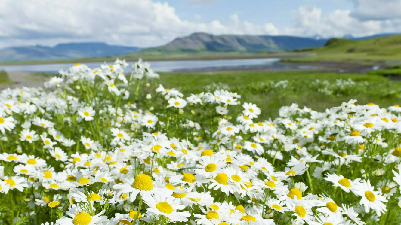 Westisland Hvalfjördur Blumen, Foto: Thomas Linkel
Im Vordergrund Gänseblumen auf einer Wiese; im Hintergund der Walfjord und Berge zu erkennen.