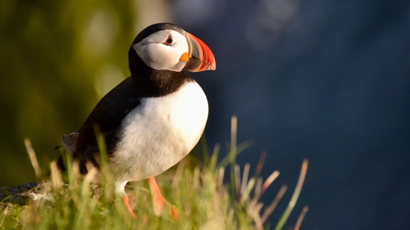 Island Westfjorde, Papageitaucher auf Gras, Látrabjarg Merz