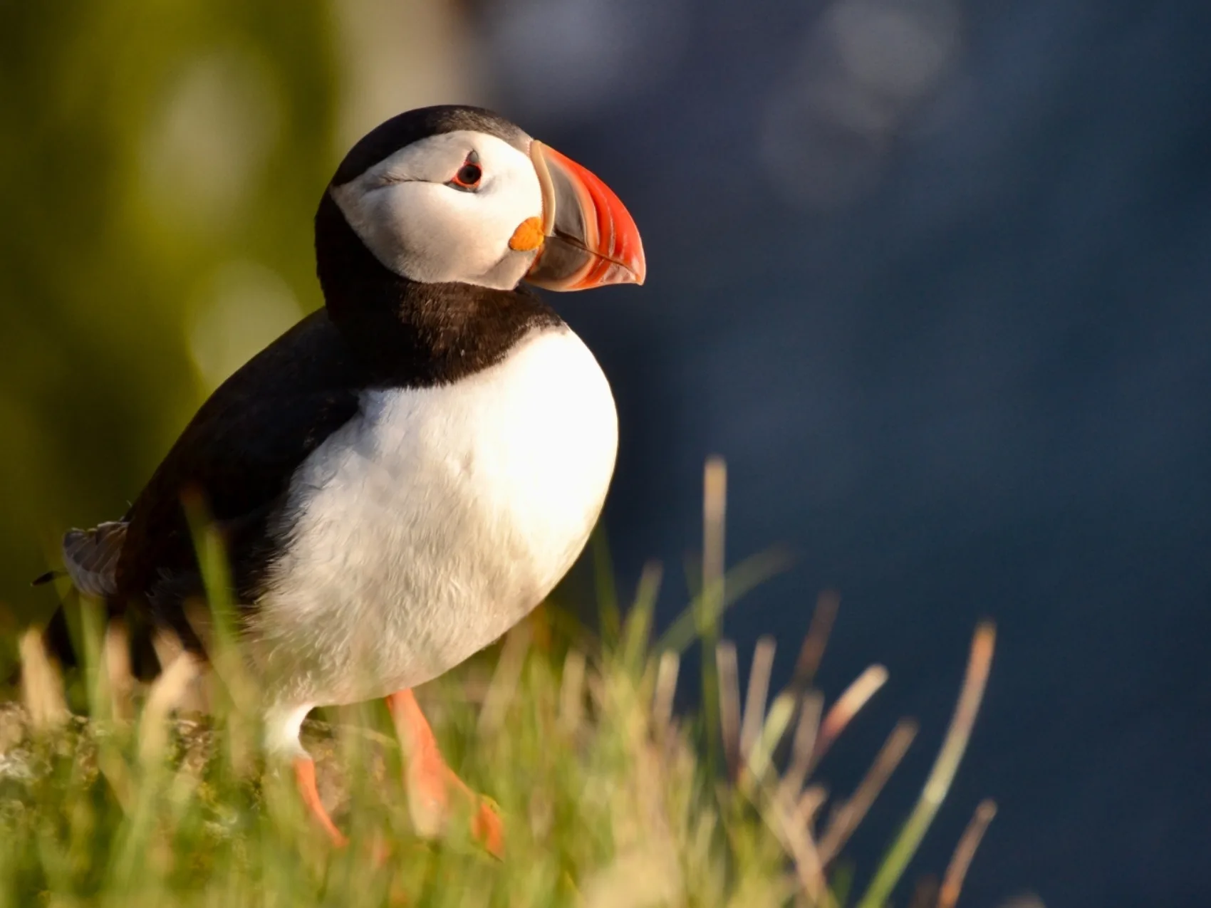 Island Westfjorde, Papageitaucher auf Gras, Látrabjarg Merz