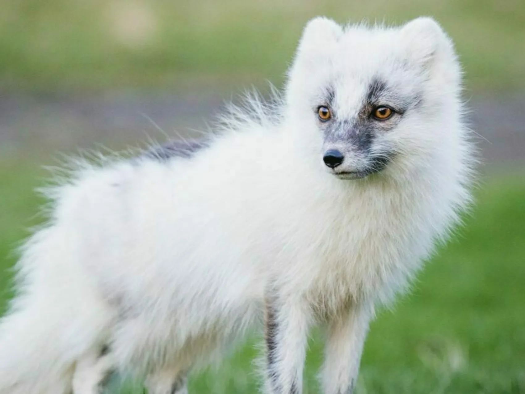 Westfjorde weißer Polarfuchs