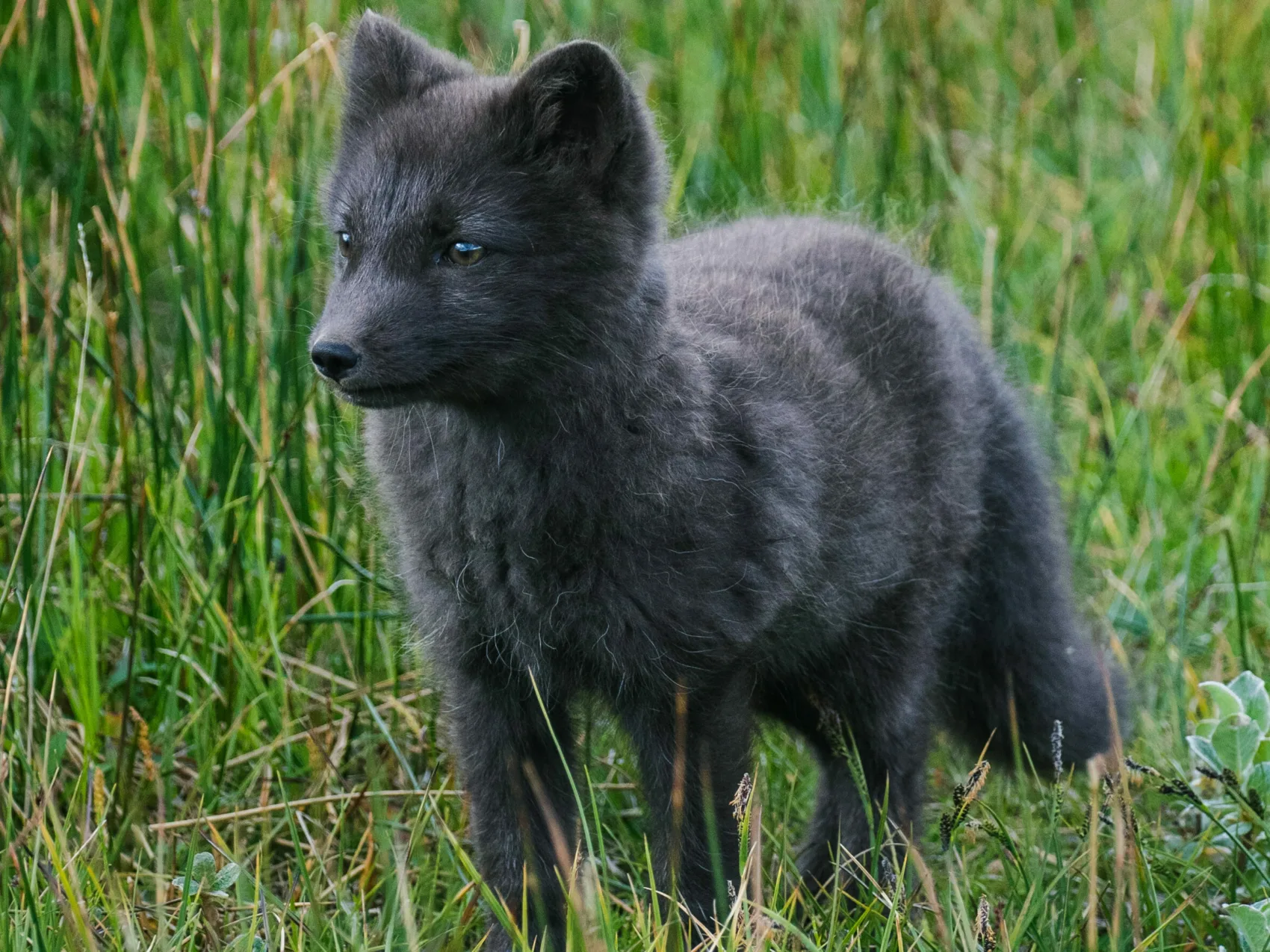 Polarfuchs mit schwarzem Winterfell in Ostisland