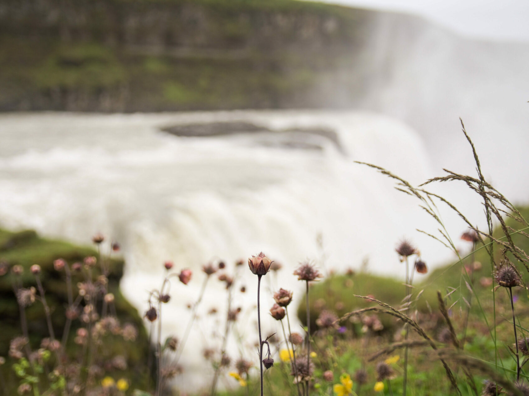 Gullfoss Wasserfall Blumen Island