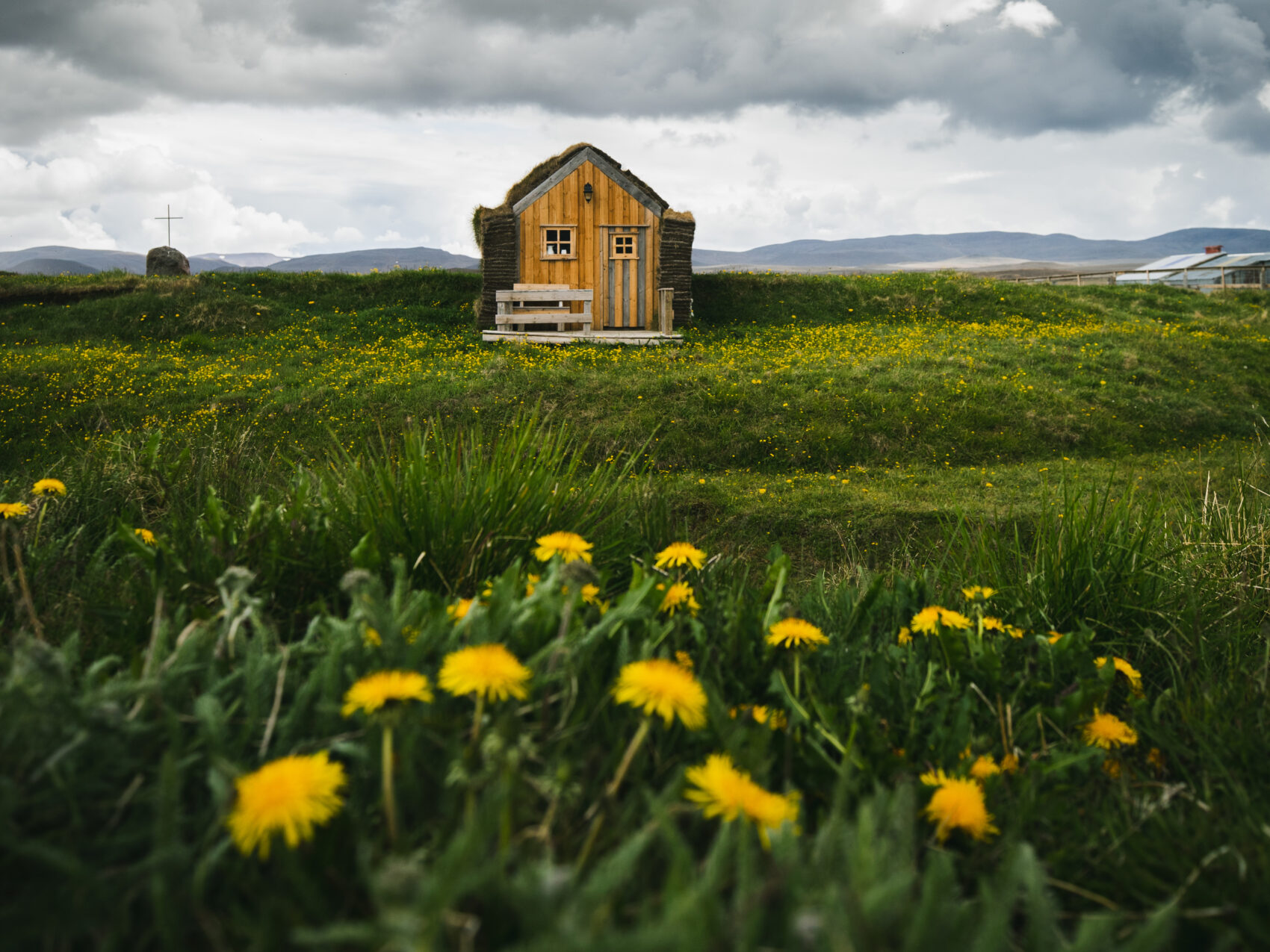 Löwenzahnblüten direkt vor der Kamera untermalen die Einsamkeit des Hauses in Möðrudalur im Hintergrund