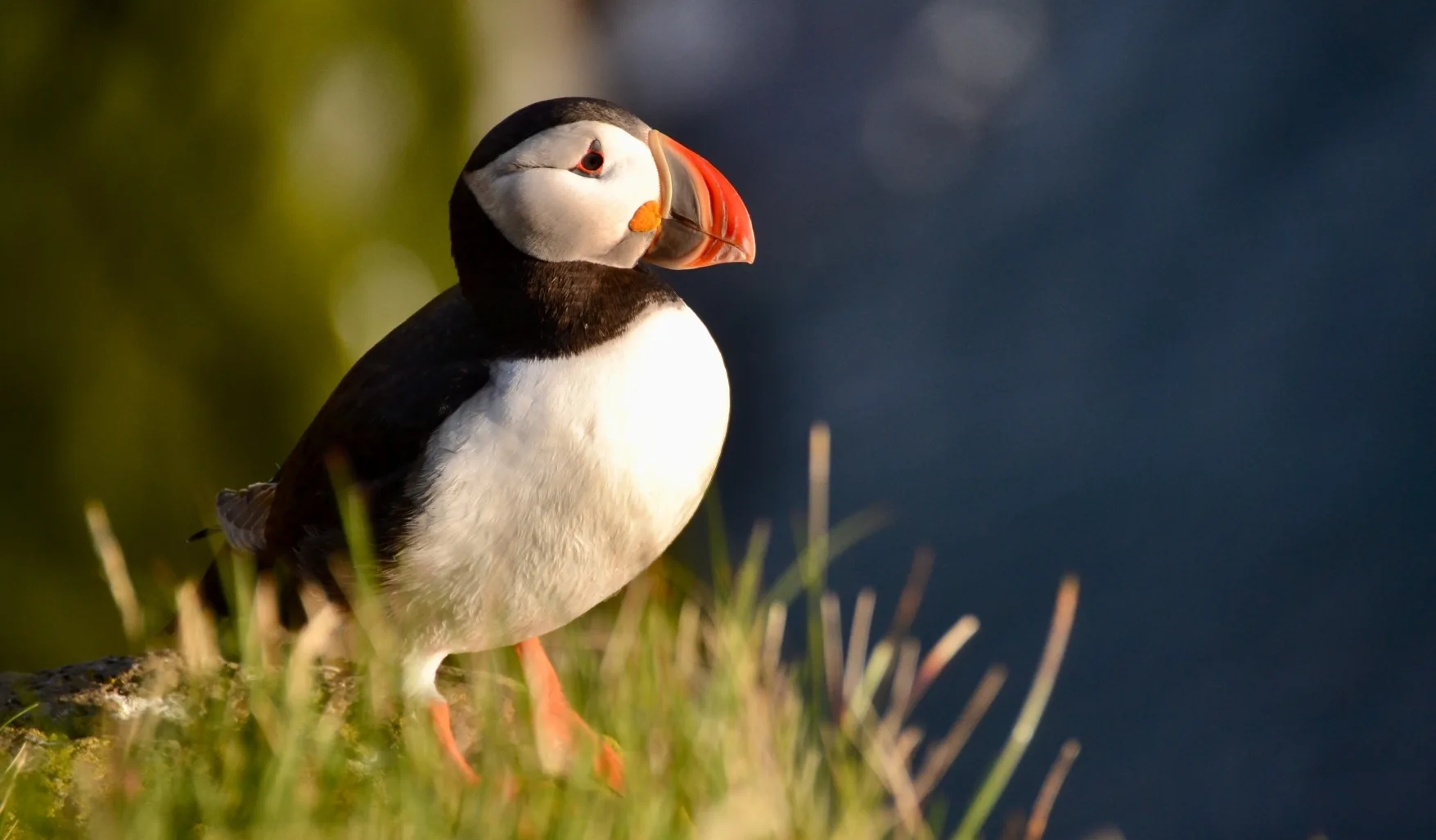 Island Westfjorde, Papageitaucher auf Gras, Látrabjarg Merz